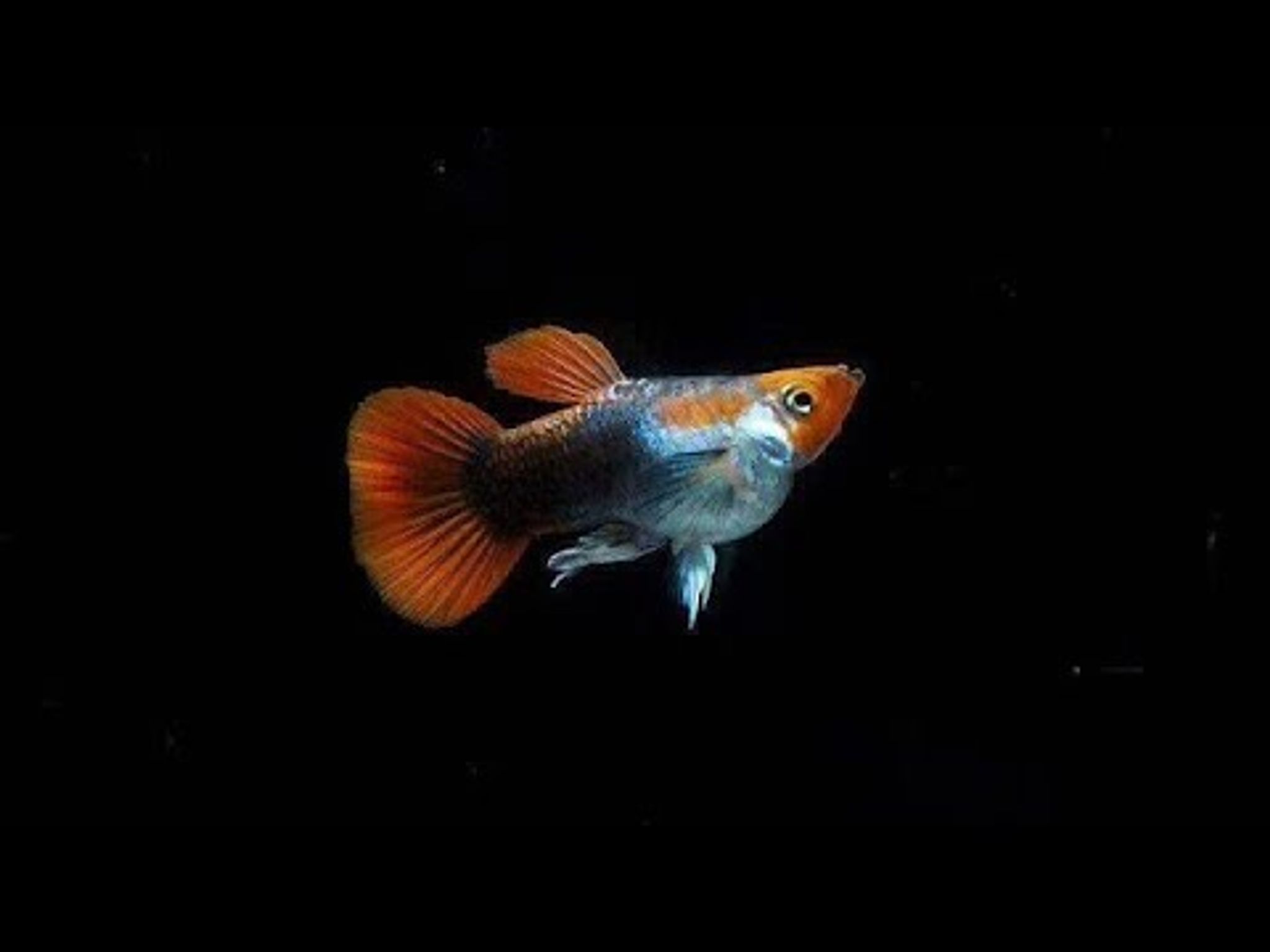 GUPPY TUXEDO KOI SHORT BODY