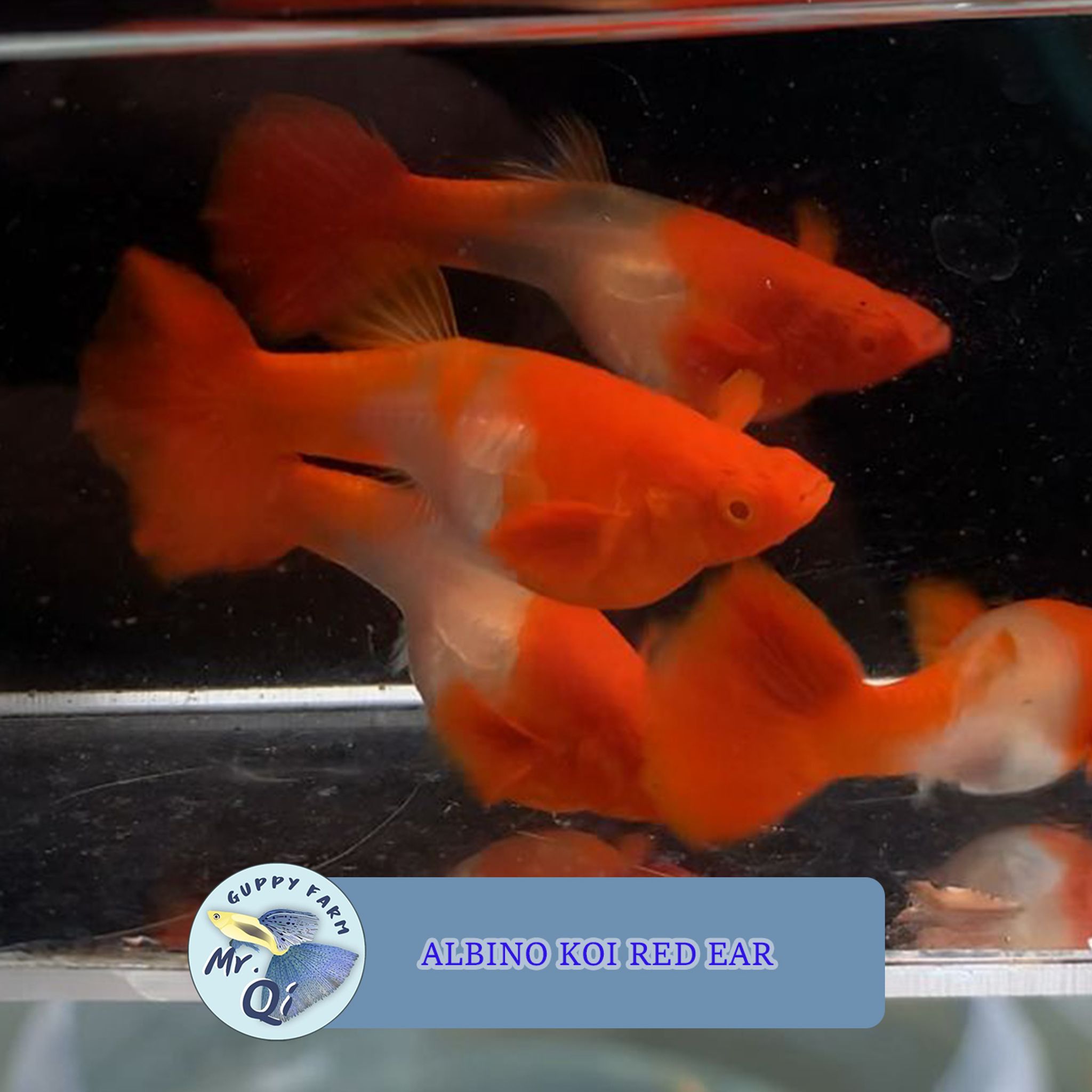 Guppy Albino Koi Red Ear Pair Juvenile Size