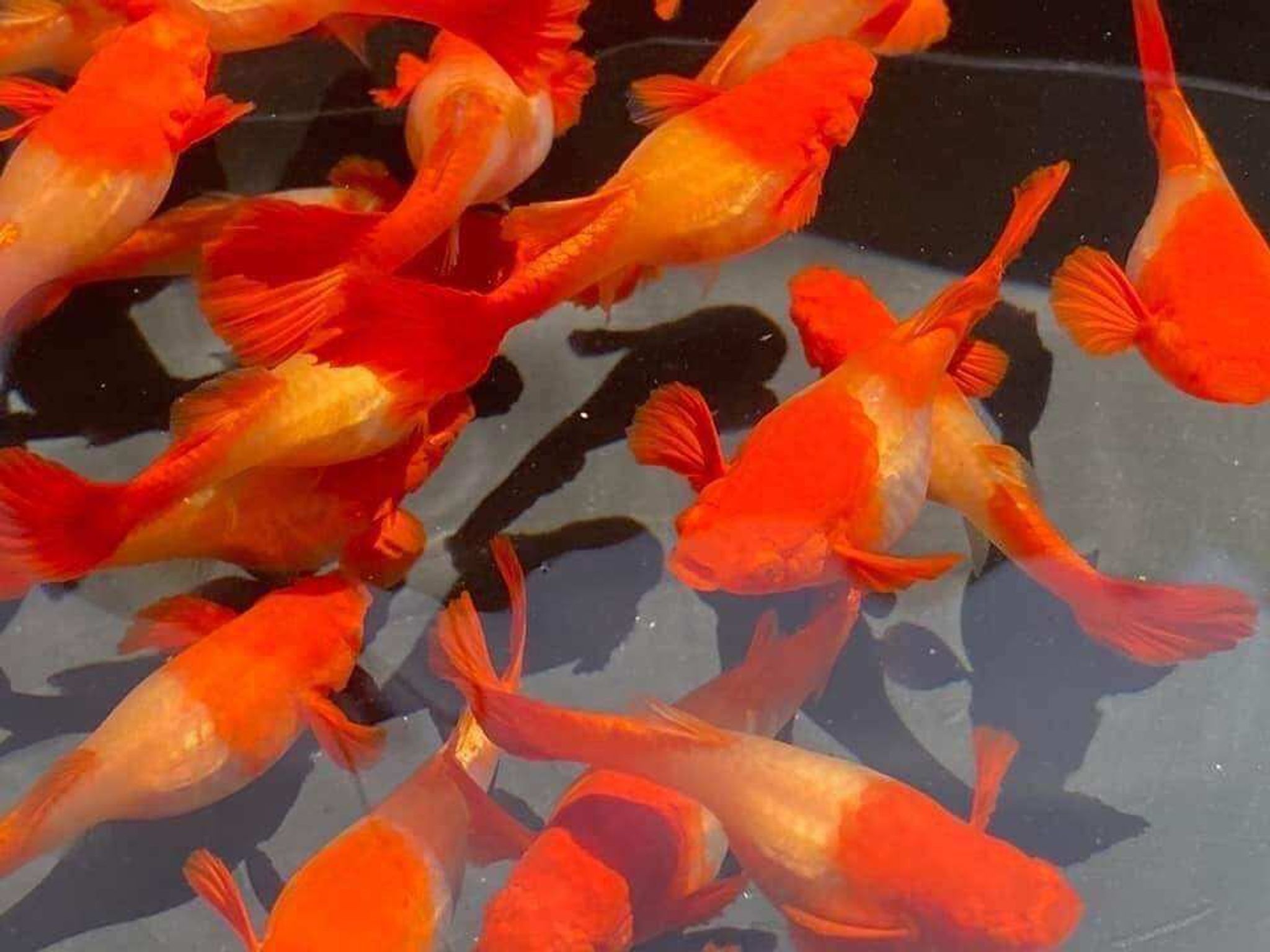Guppy Albino Koi Red Ear Ribbon n No Ribbon