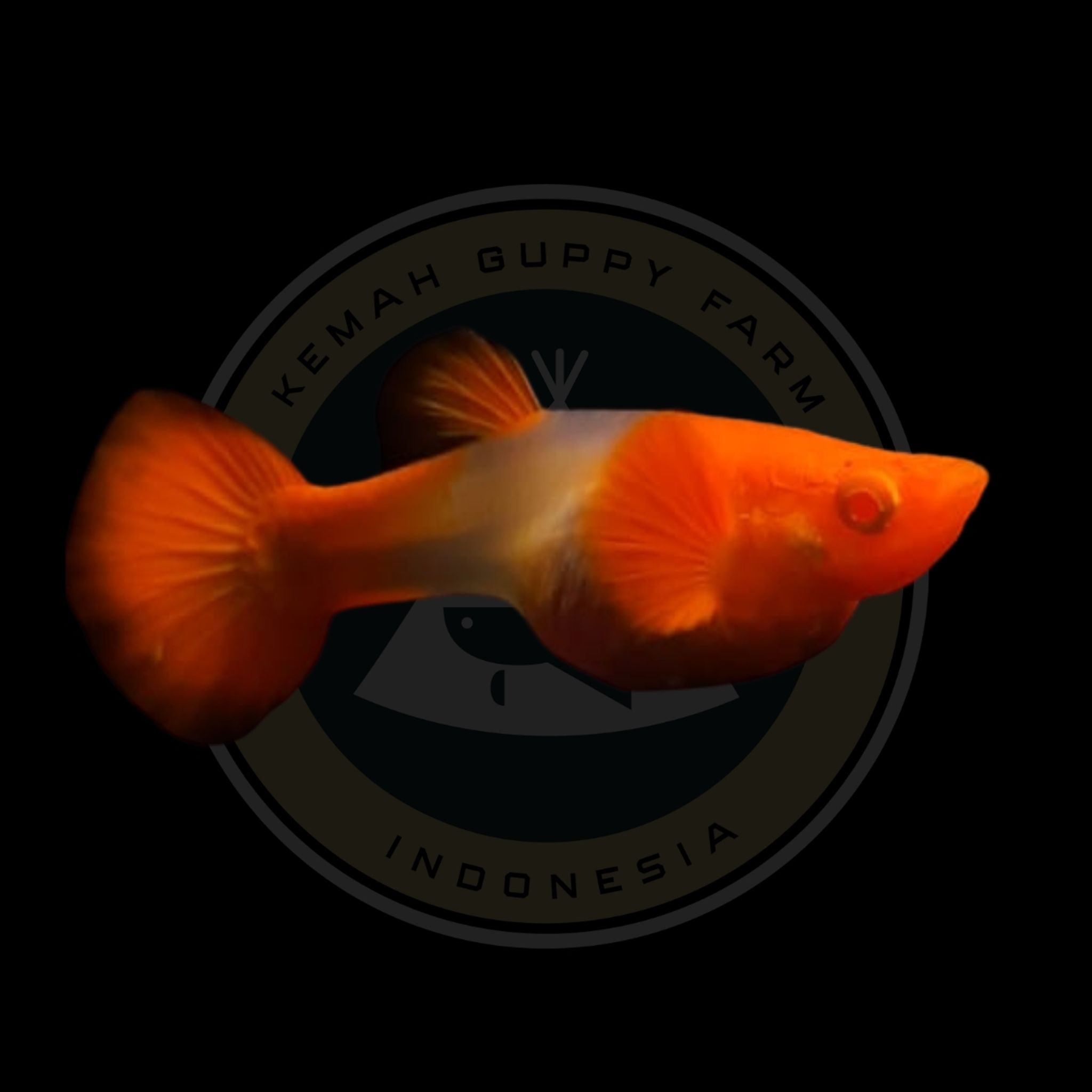 GUPPY ALBINO KOI RED EAR