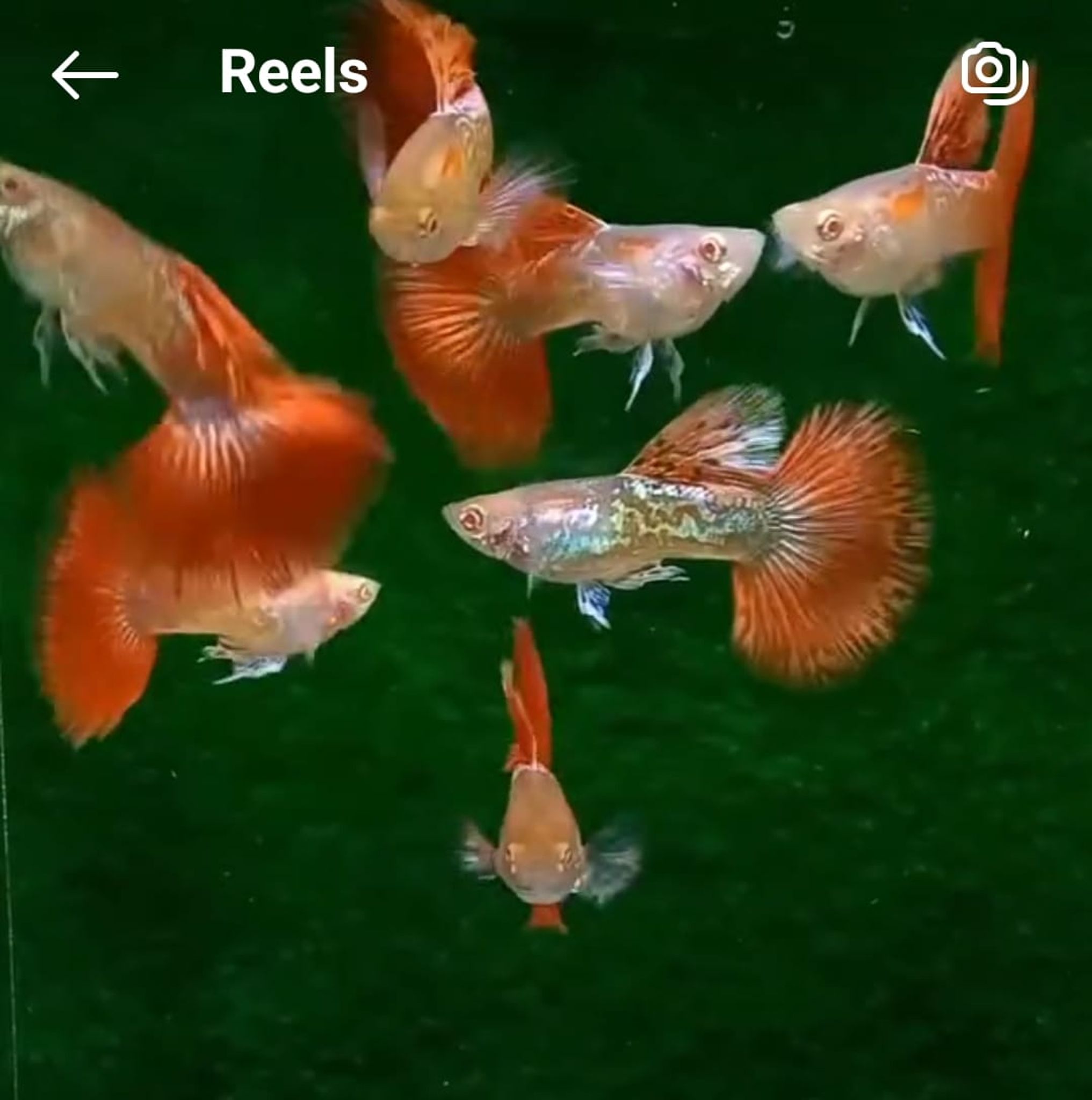 Guppy Albino Red Dragon Female dan Male