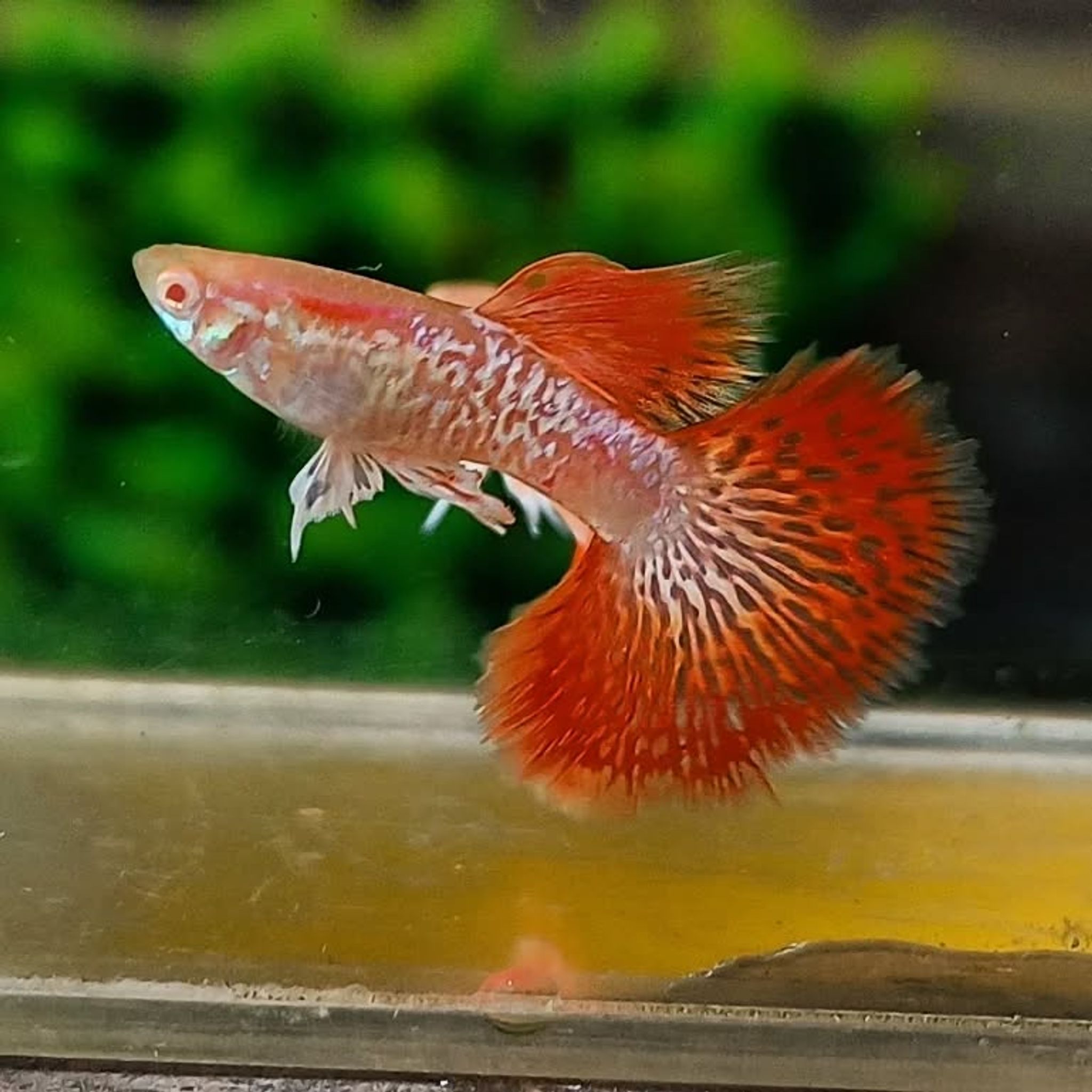 Guppy Albino Red Dragon Female dan Male