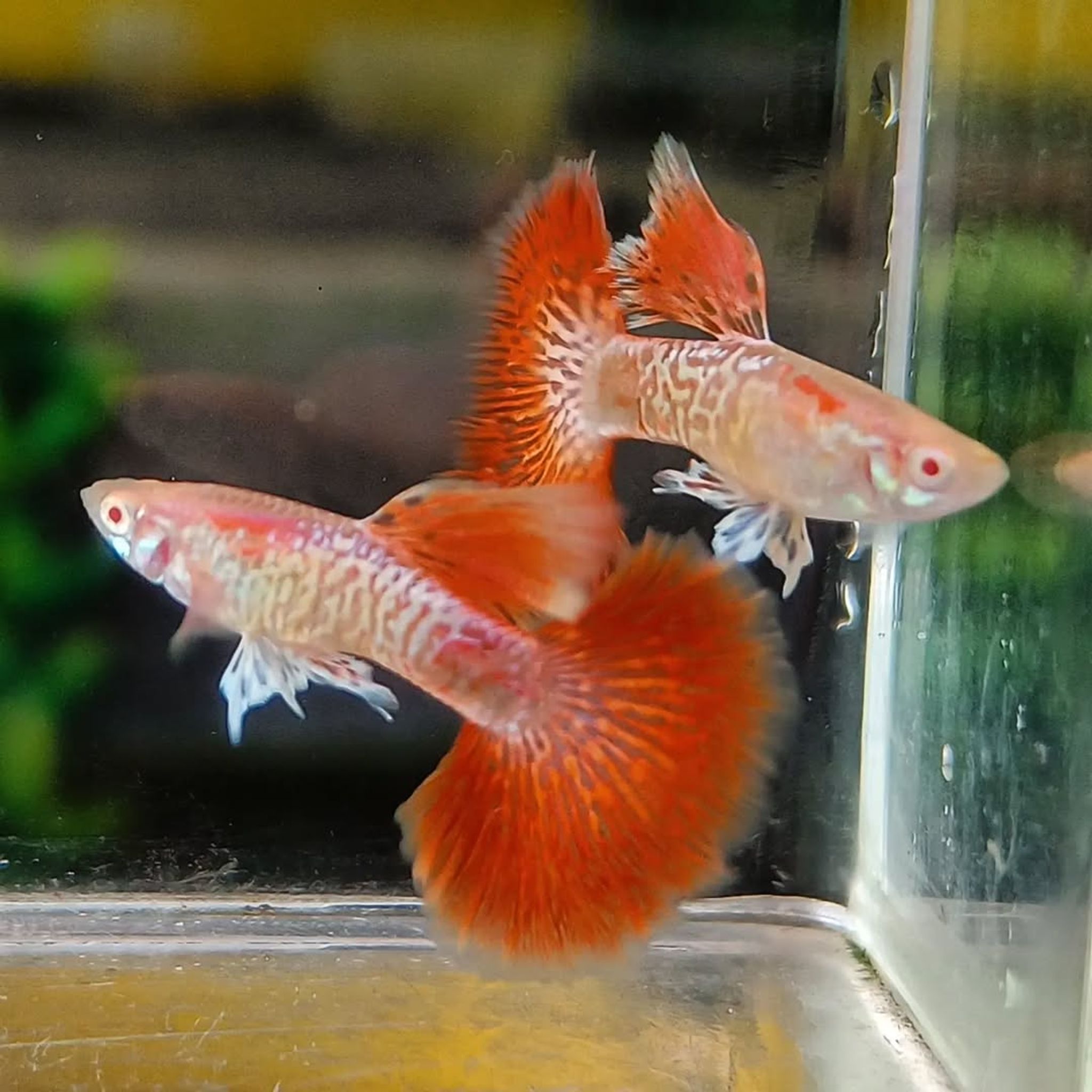 Guppy Albino Red Dragon Female dan Male
