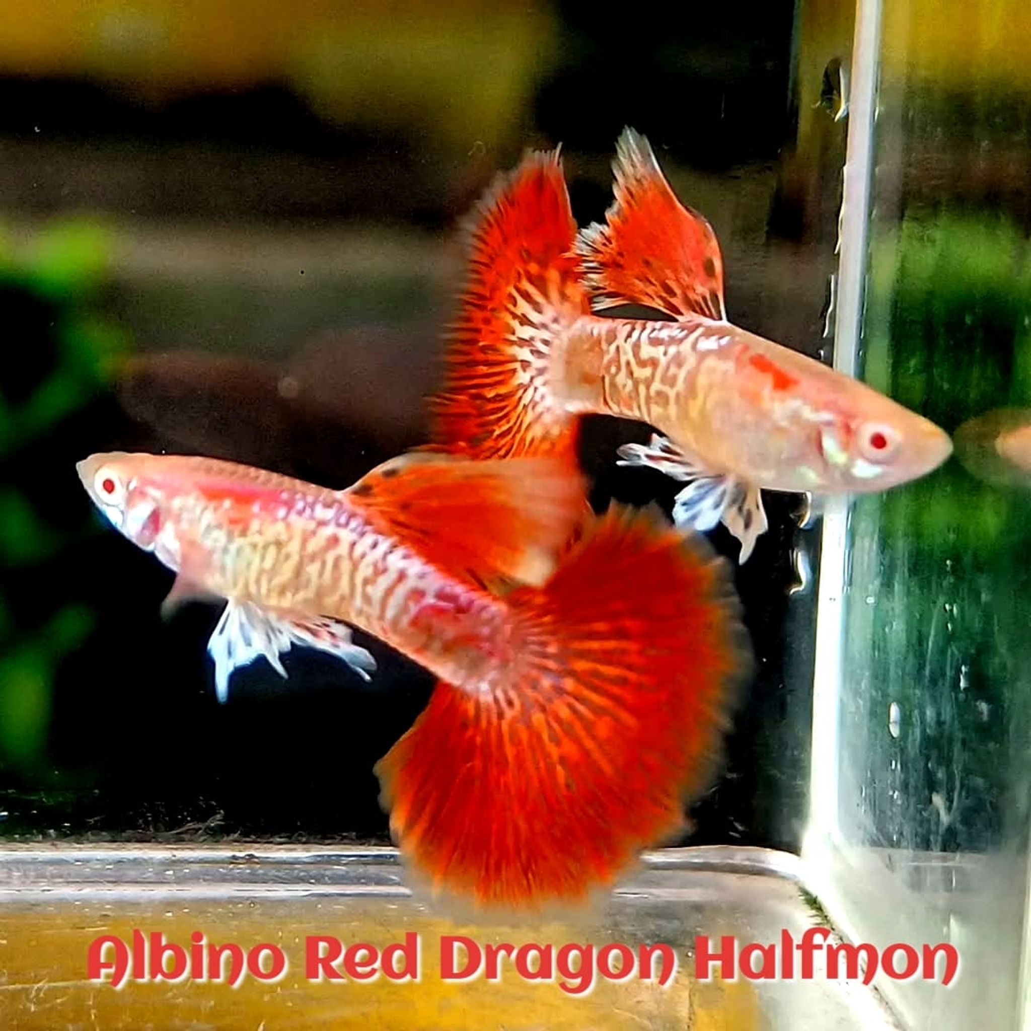 Higher Care Guppy Albino Red Dragon Halfmon