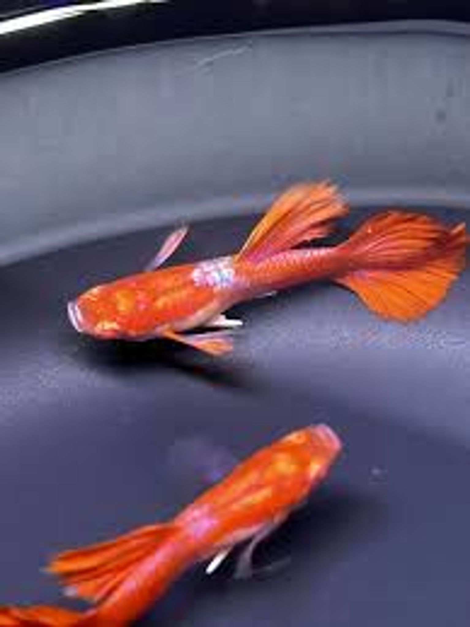 Higher Care Guppy Albino Texudo White Ear