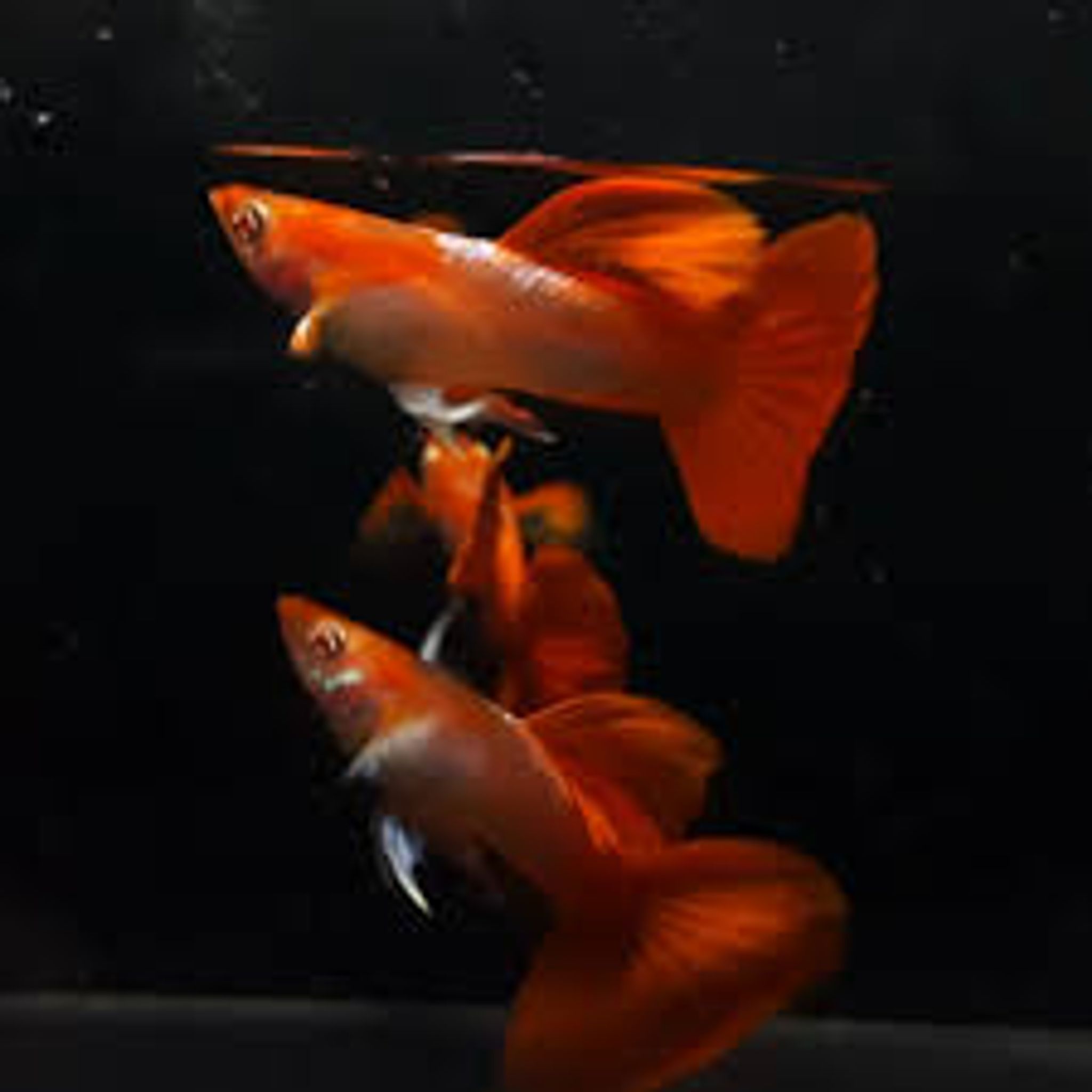 Higher Care Guppy Albino Texudo White Ear
