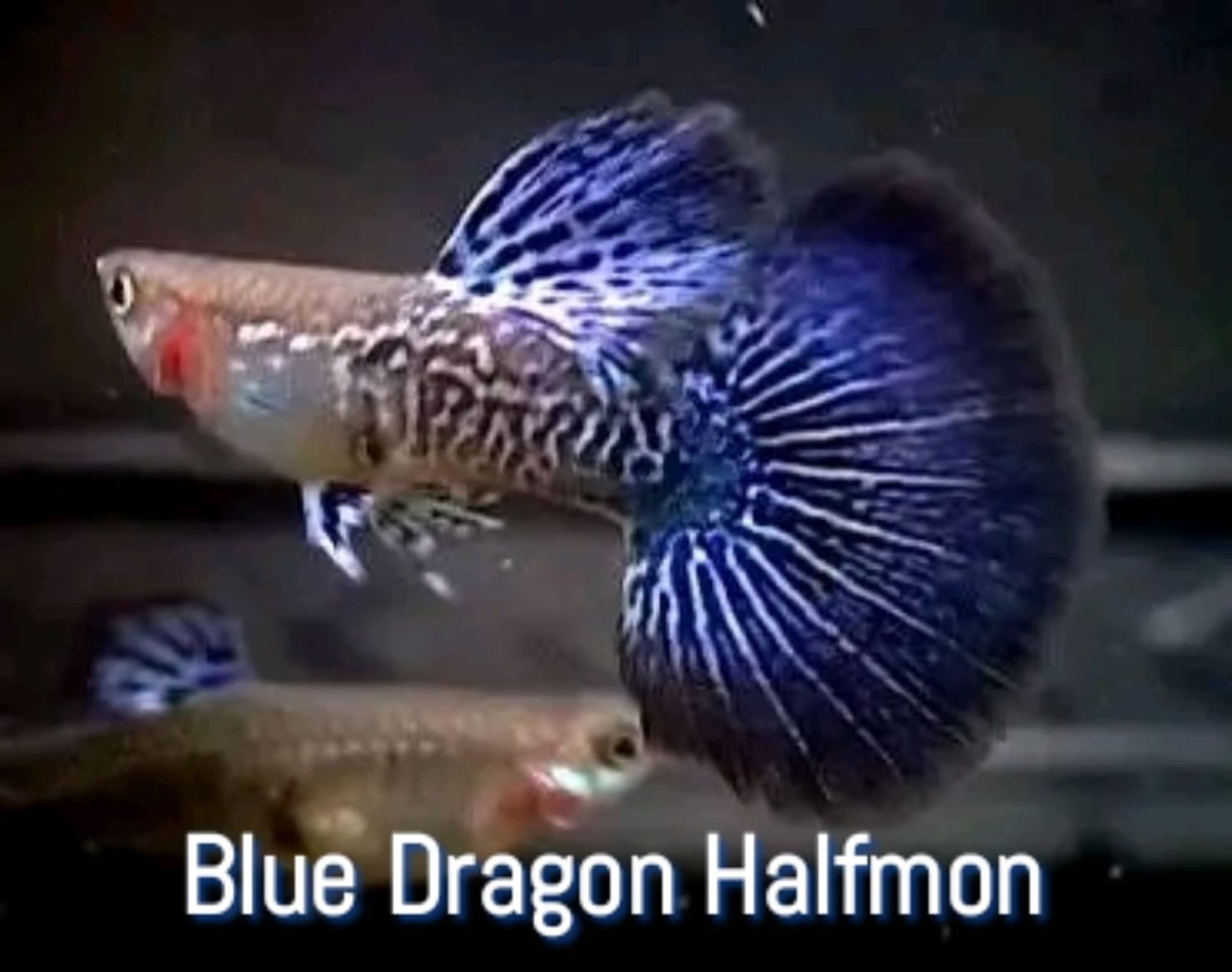 Guppy Blue Dragon Female n Male