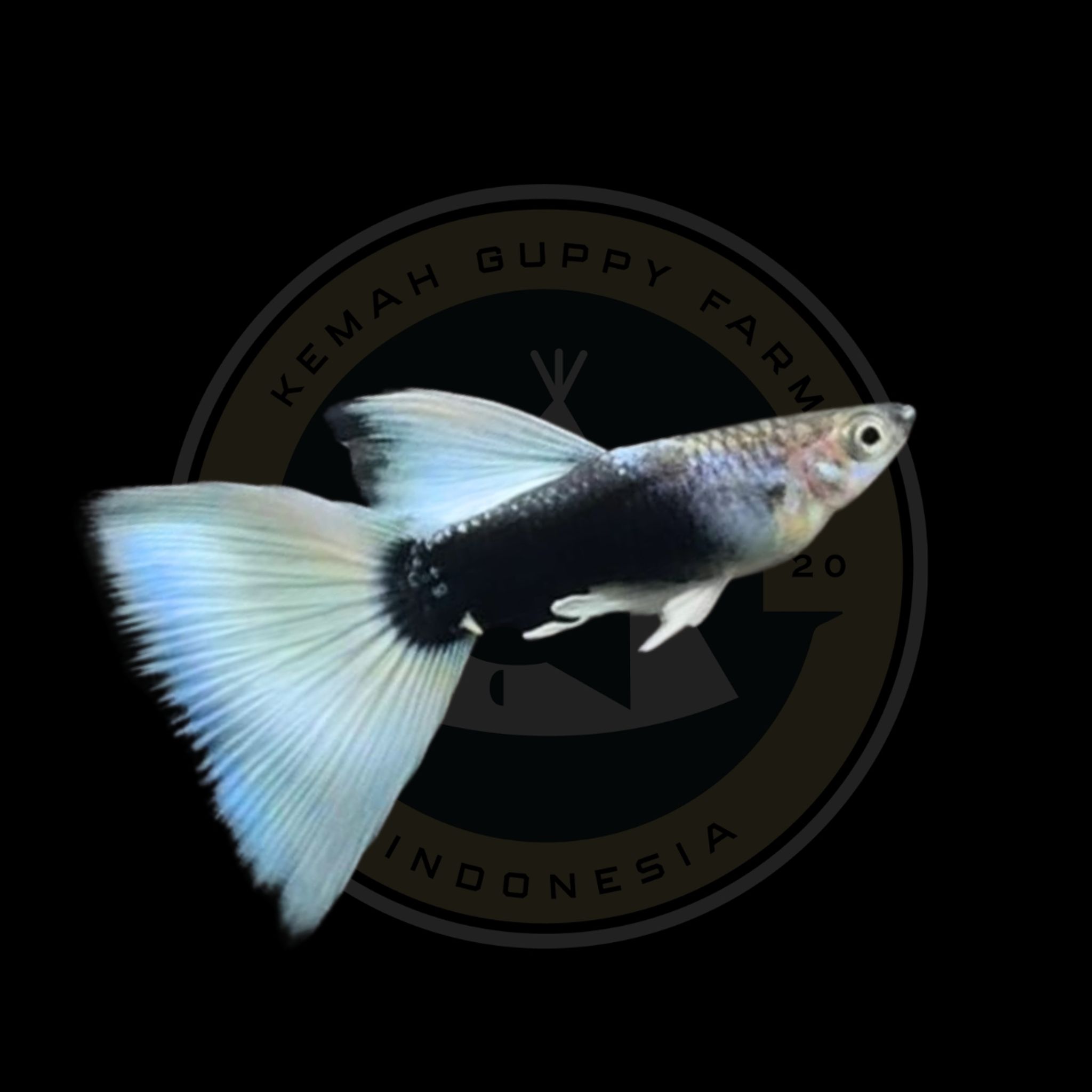 GUPPY HB WHITE RIBBON (TUXEDO WHITE)