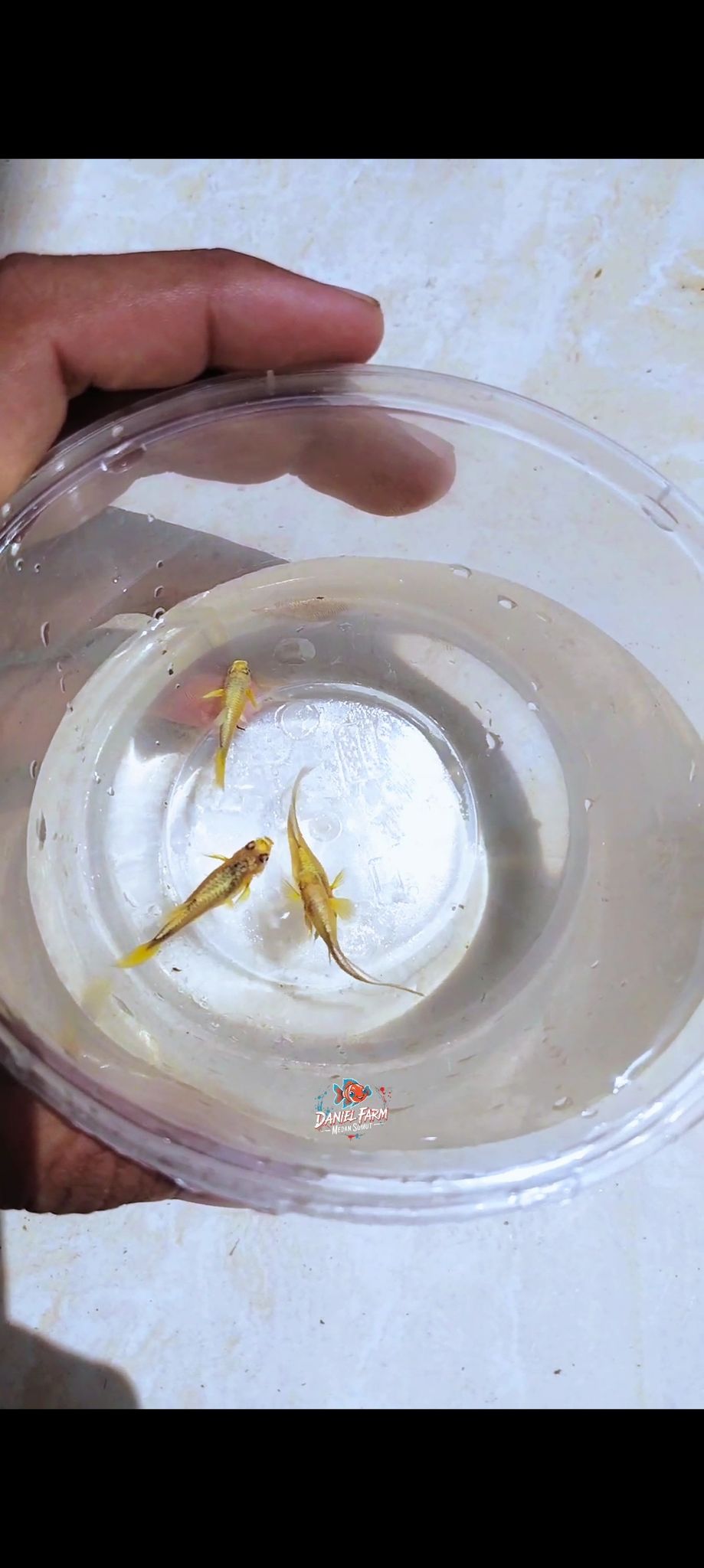 Guppy fullgold
