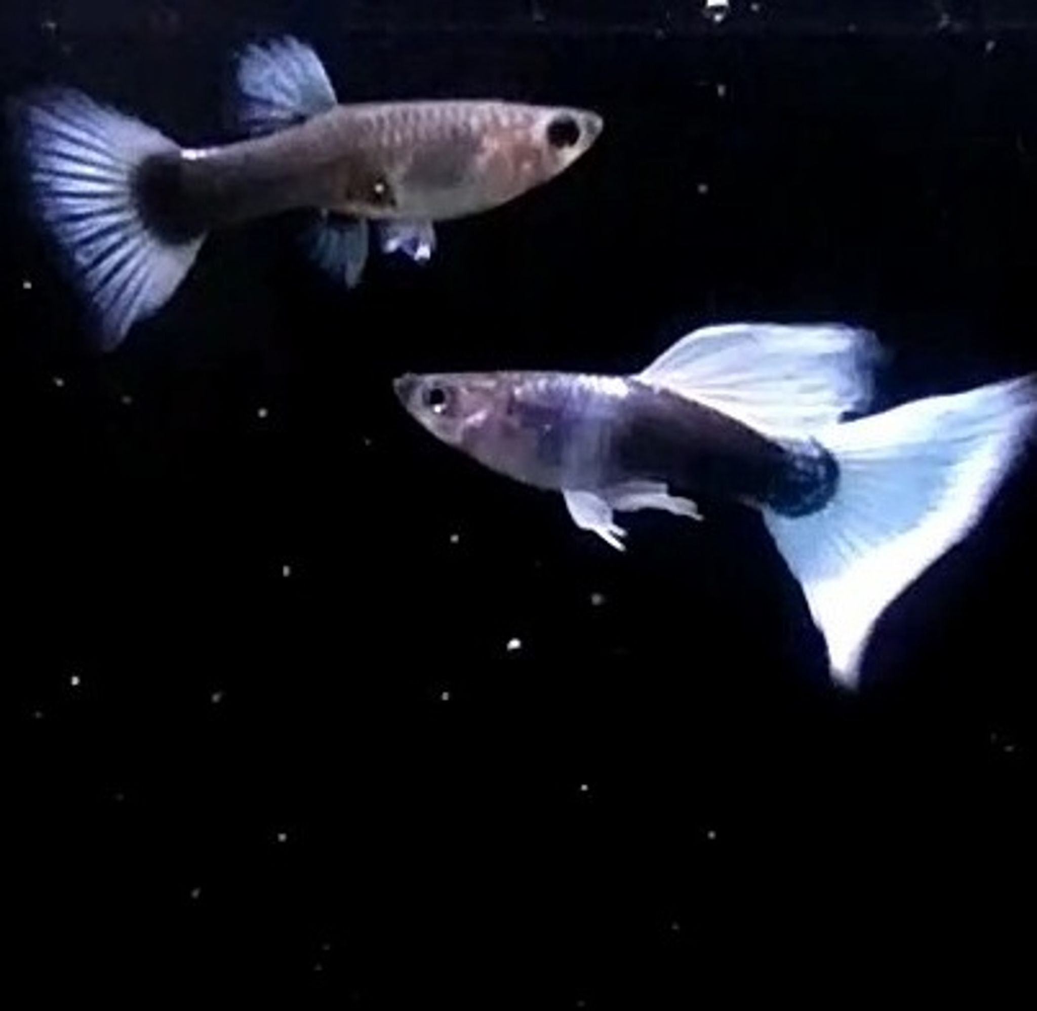 HB White Guppy