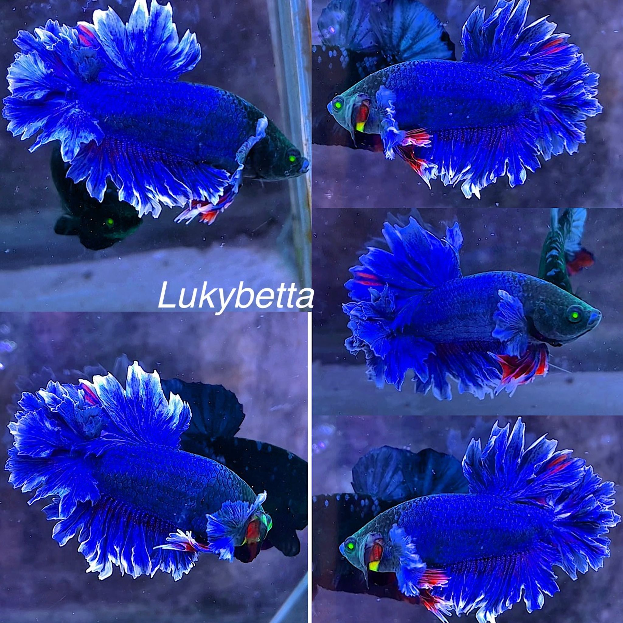HMPK KING ROSETAILS GREEN EYES