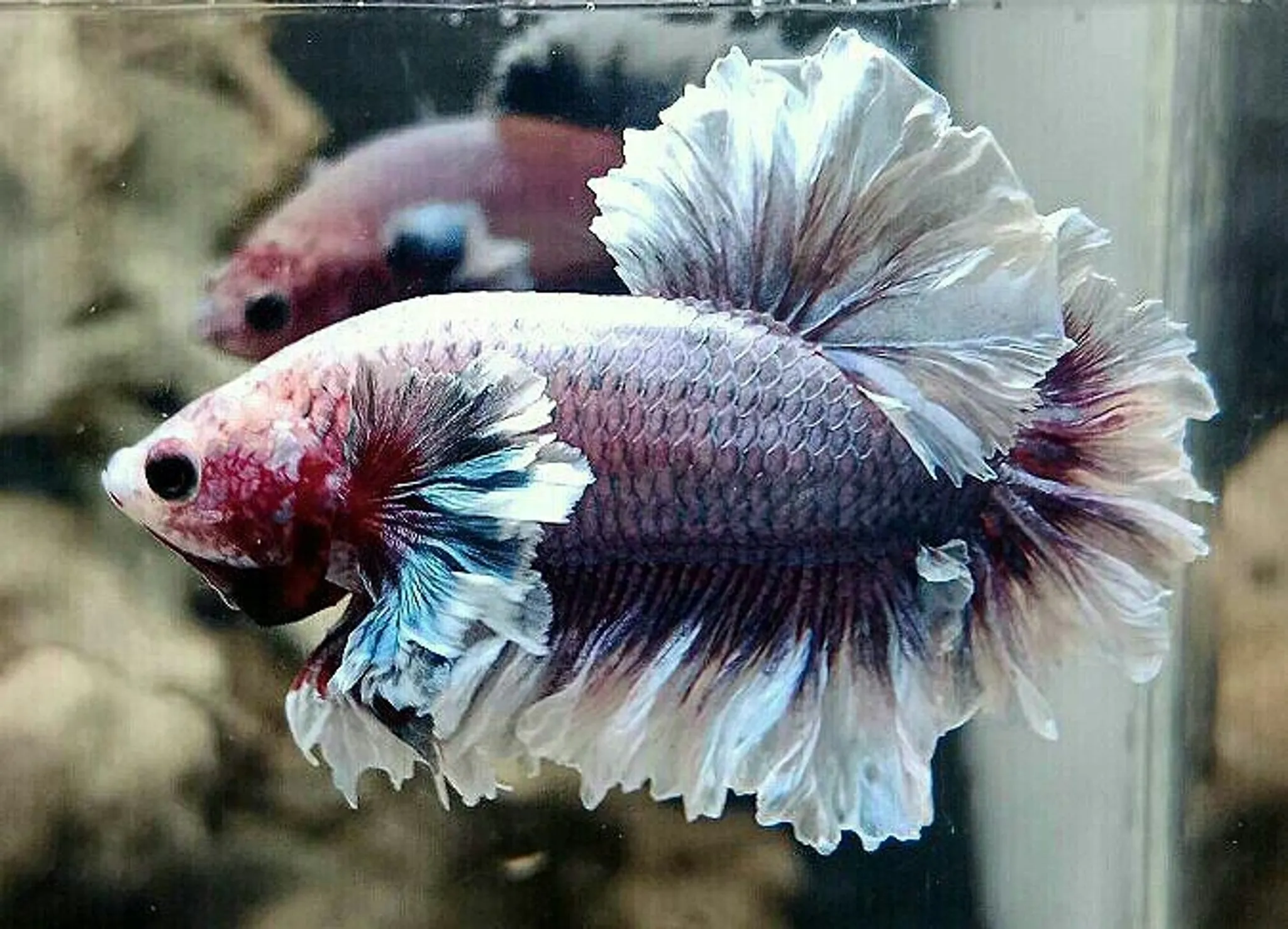 Halfmoon king Feathertail Dumbo Ear