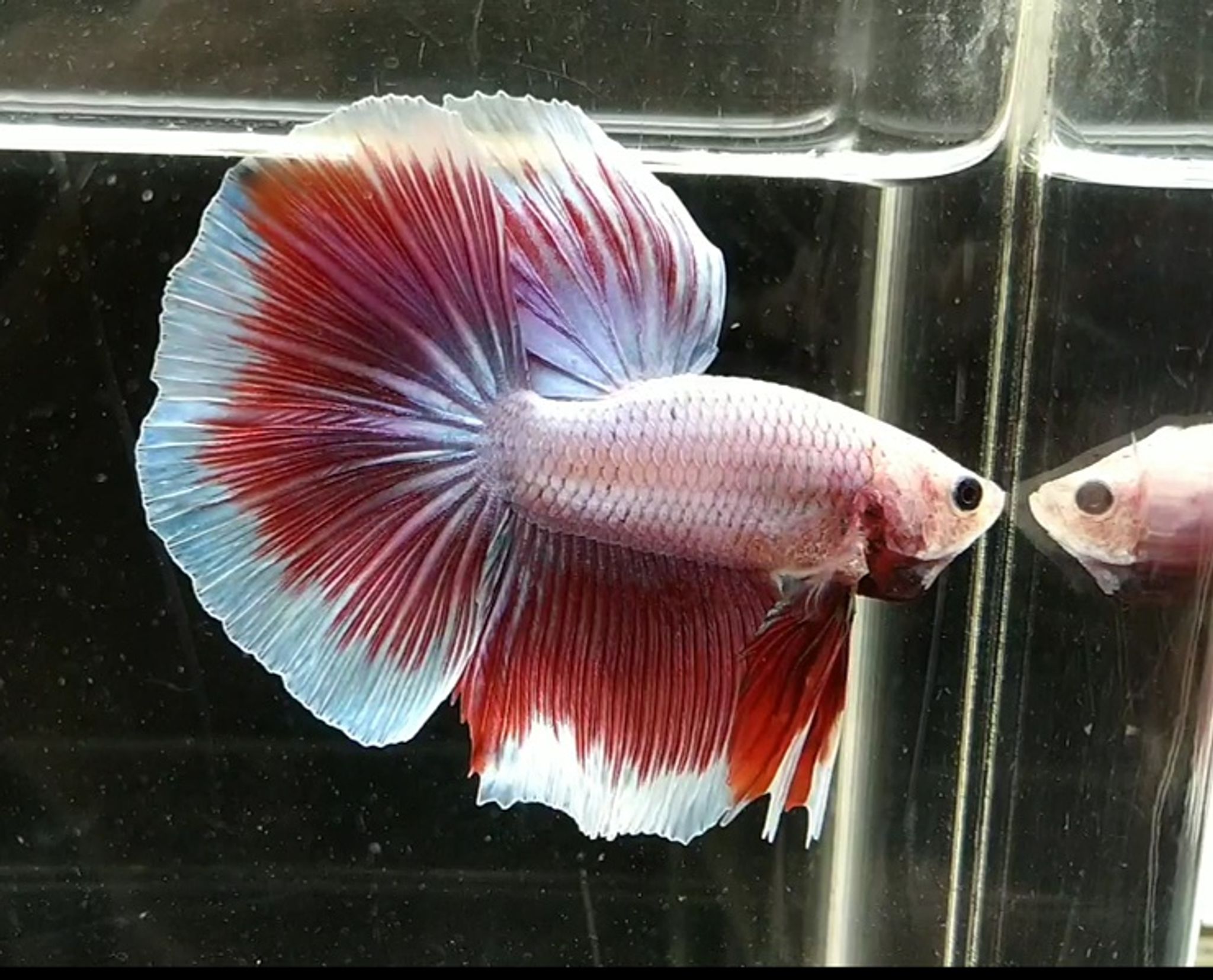 Halfmoon maskot