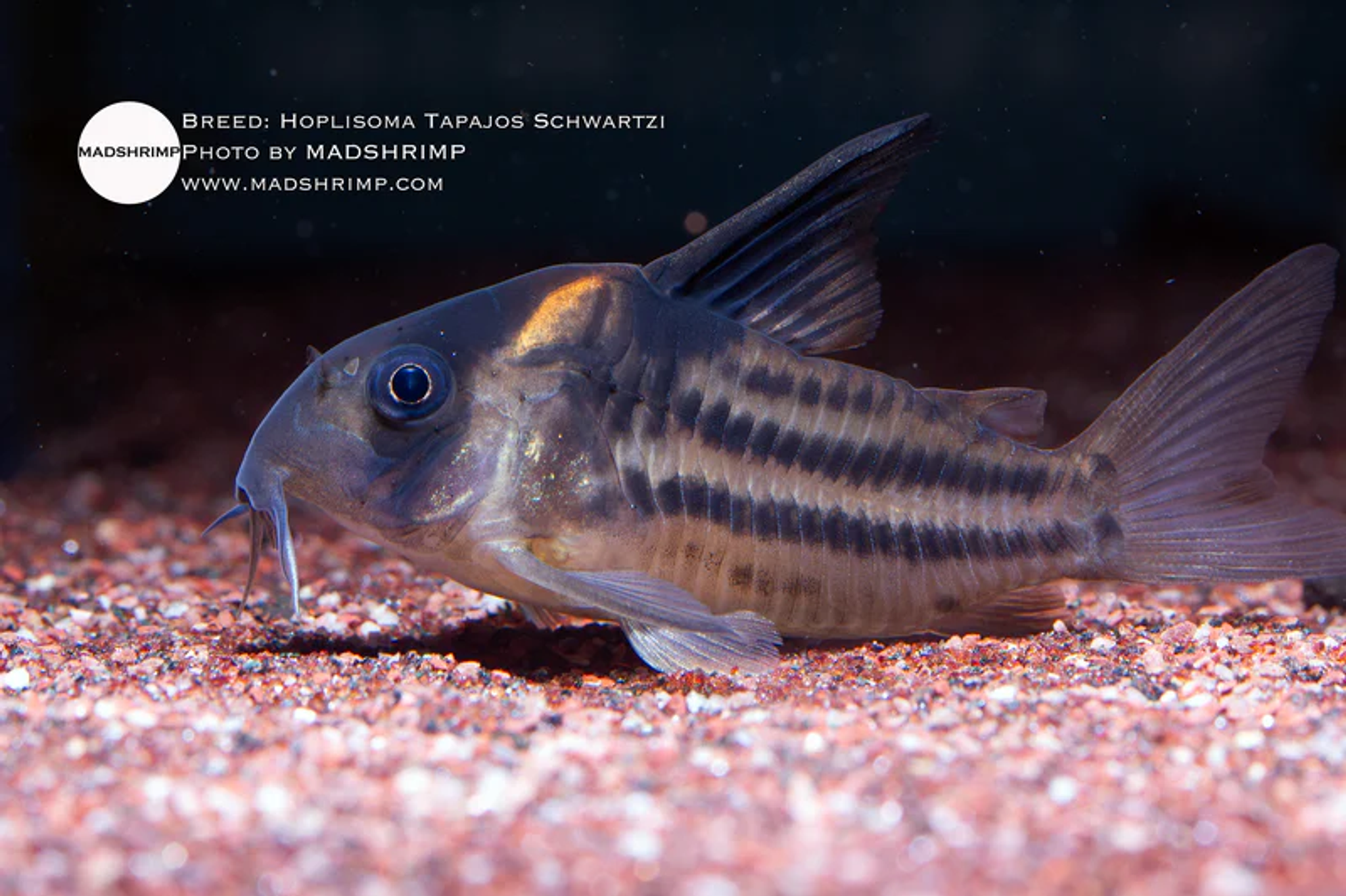 Hoplisoma "Tapajos" Schwartzi