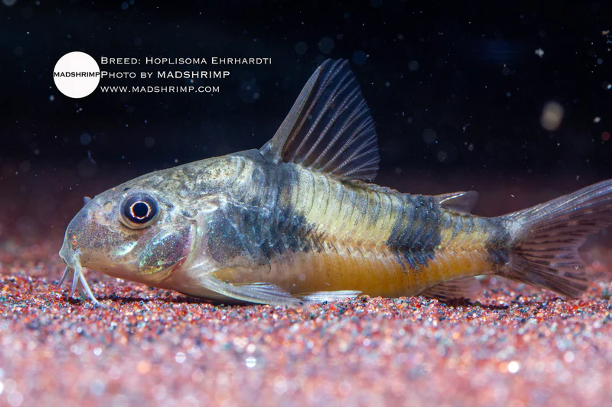 Hoplisoma Ehrhardti