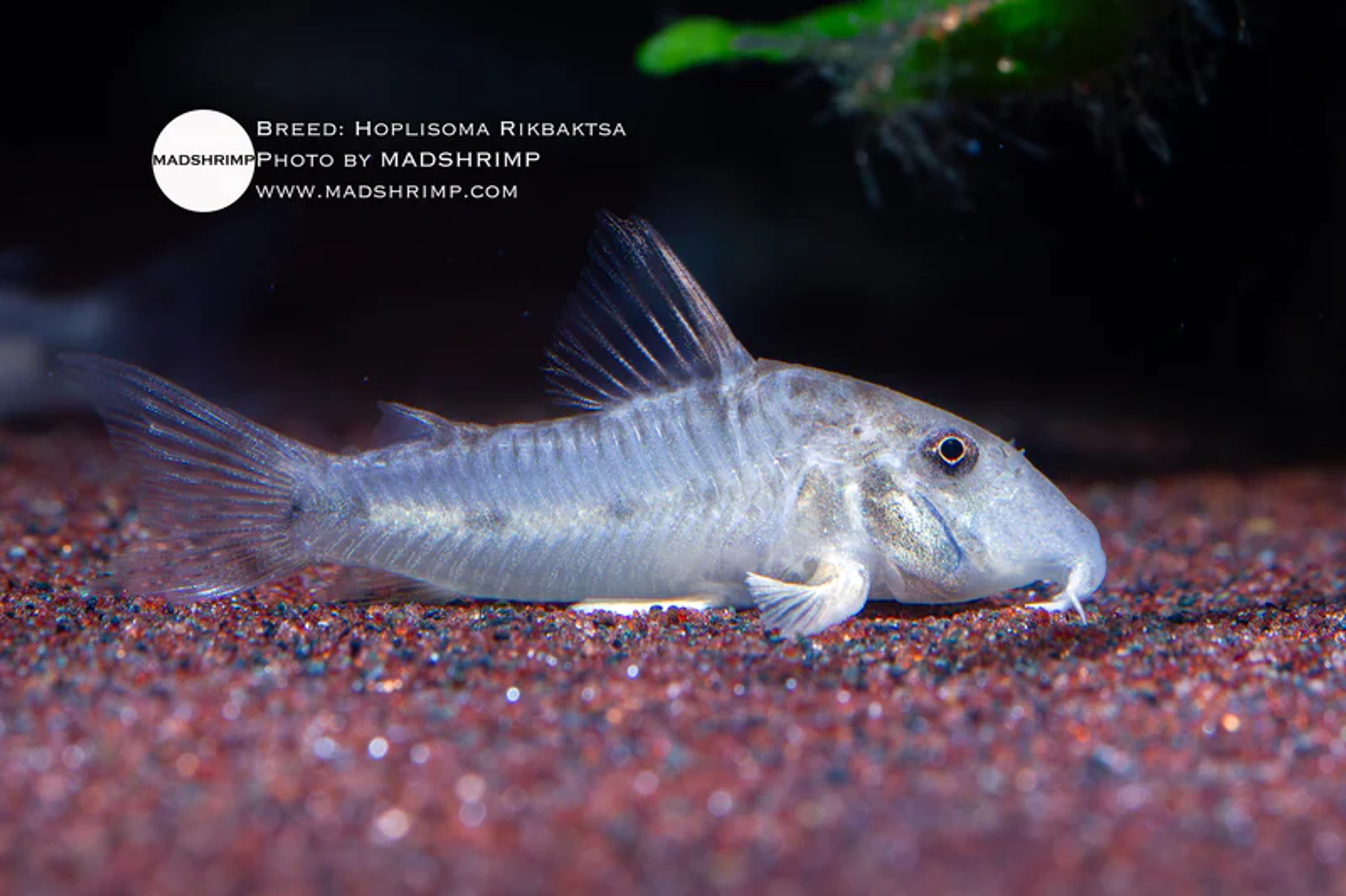 Hoplisoma Rikbaktsa