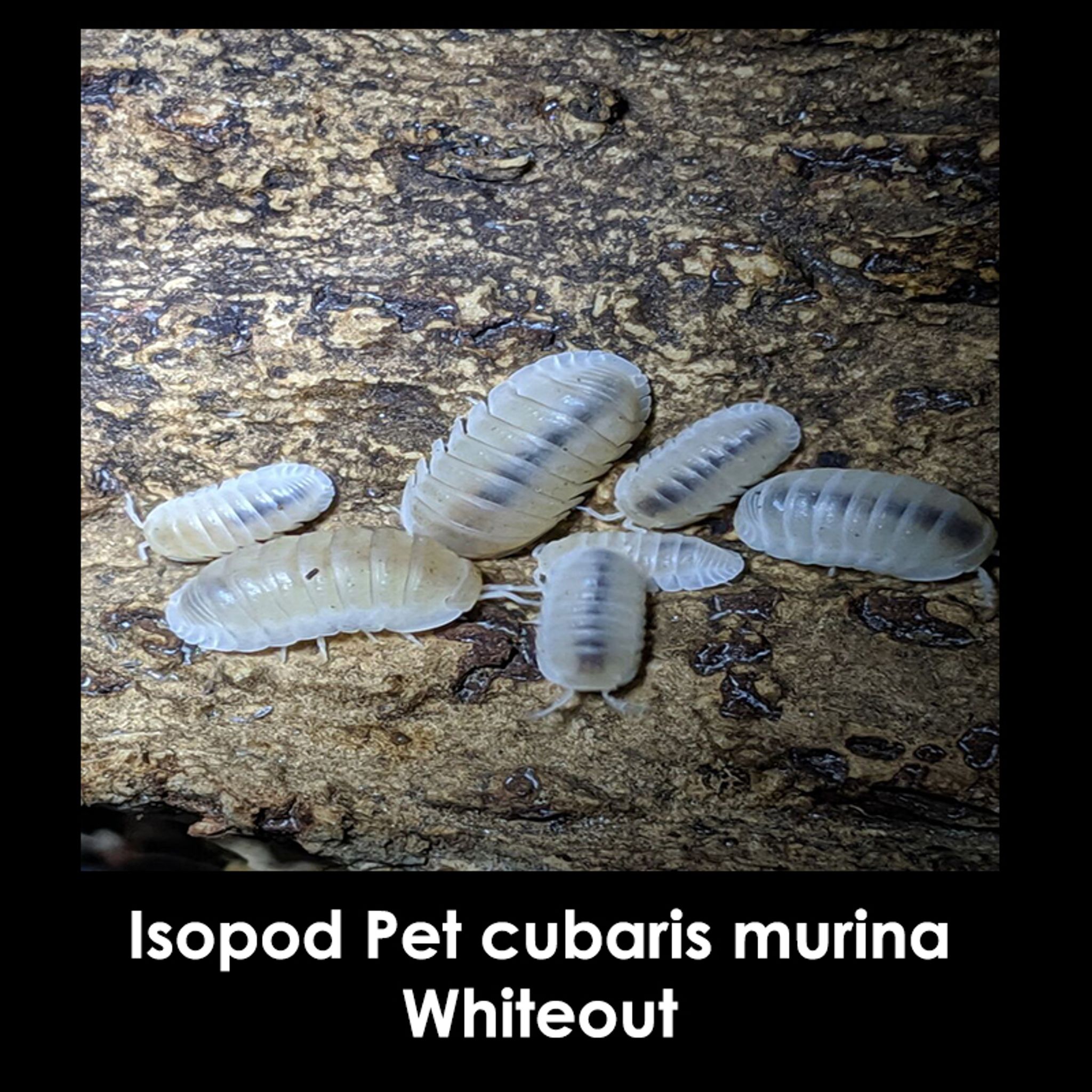 Isopod Pet cubaris murina Mixed