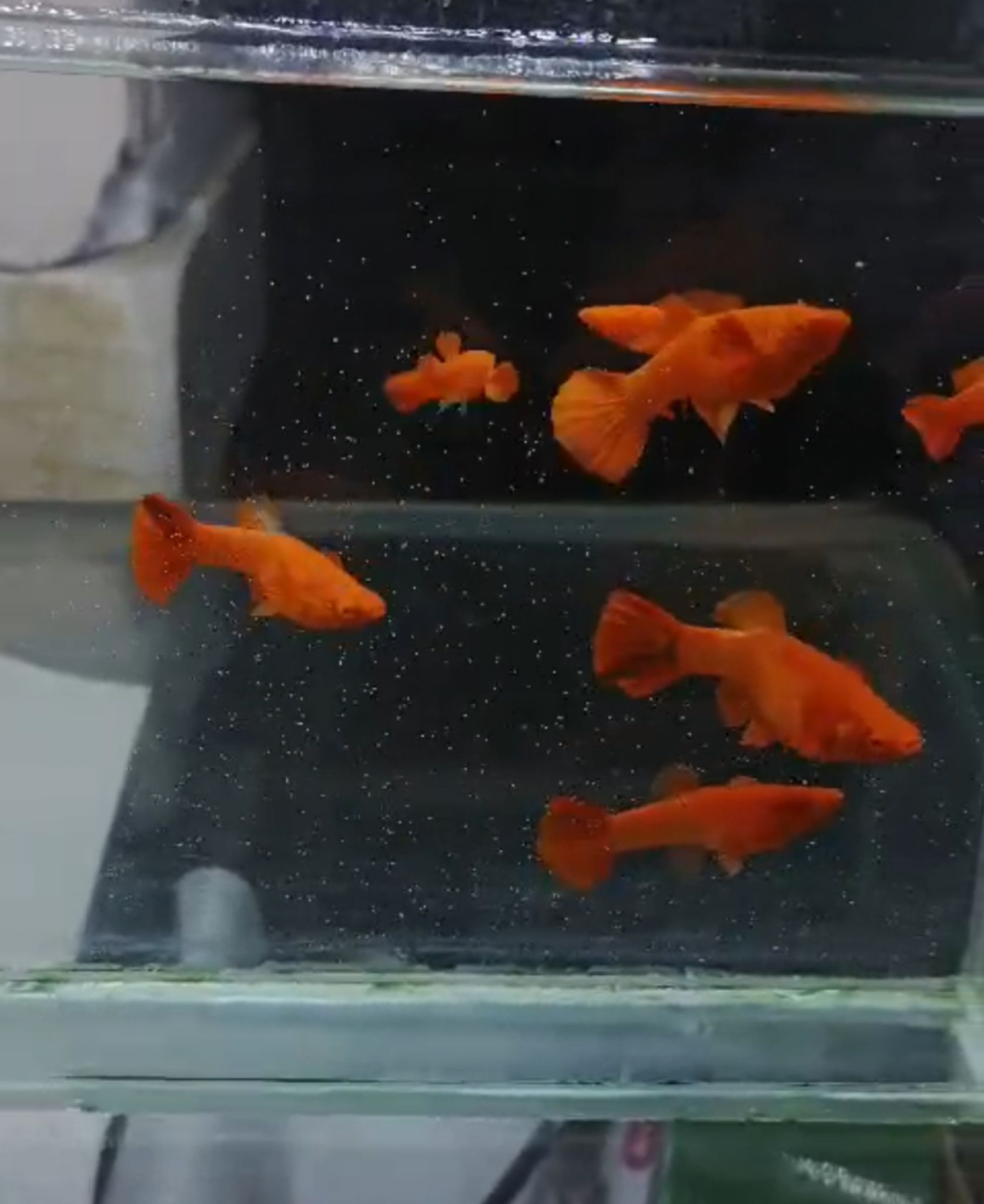 Koi red ear super red