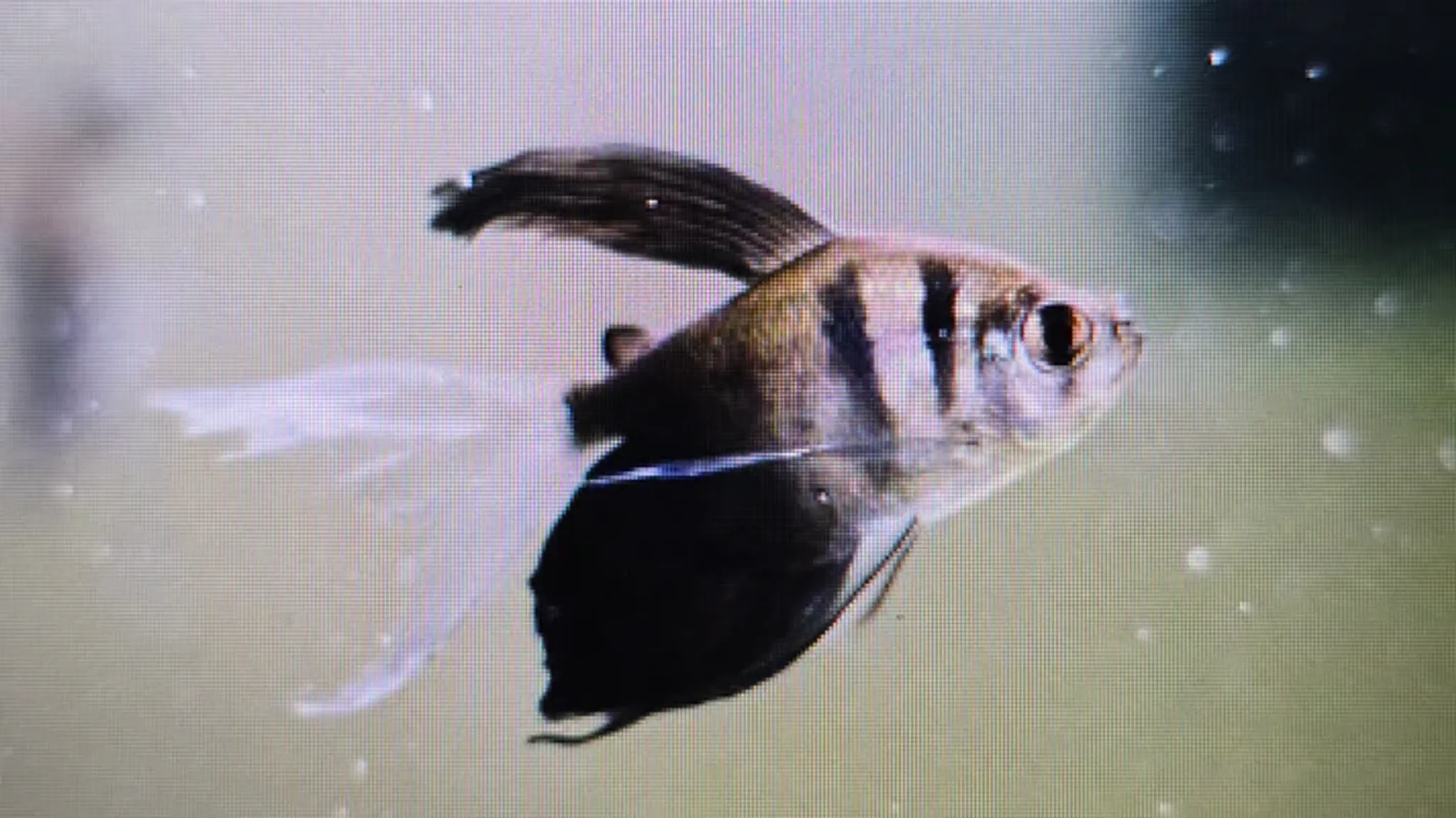 Longfin black tetra 3cm