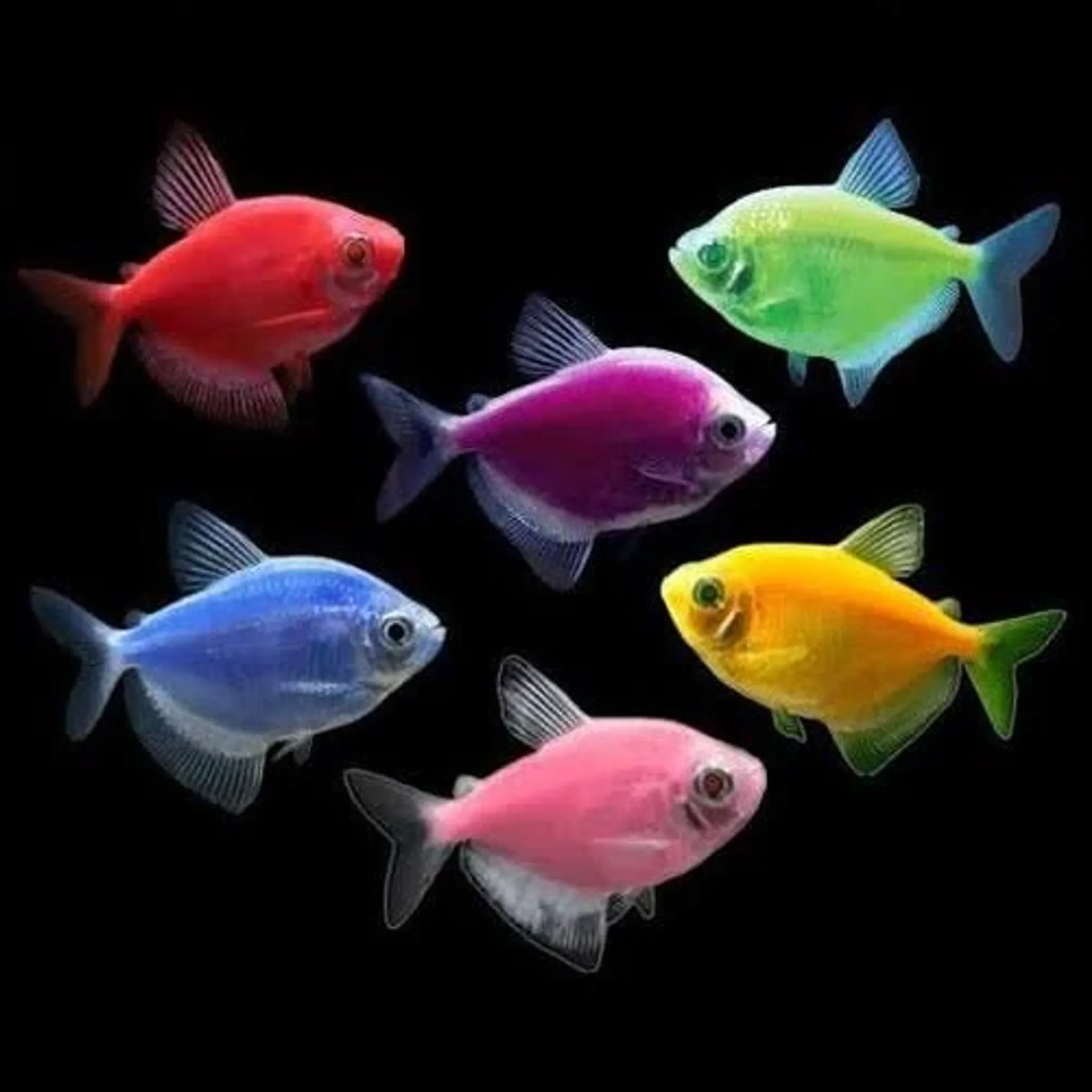 Luminous colour Tetra 3cm