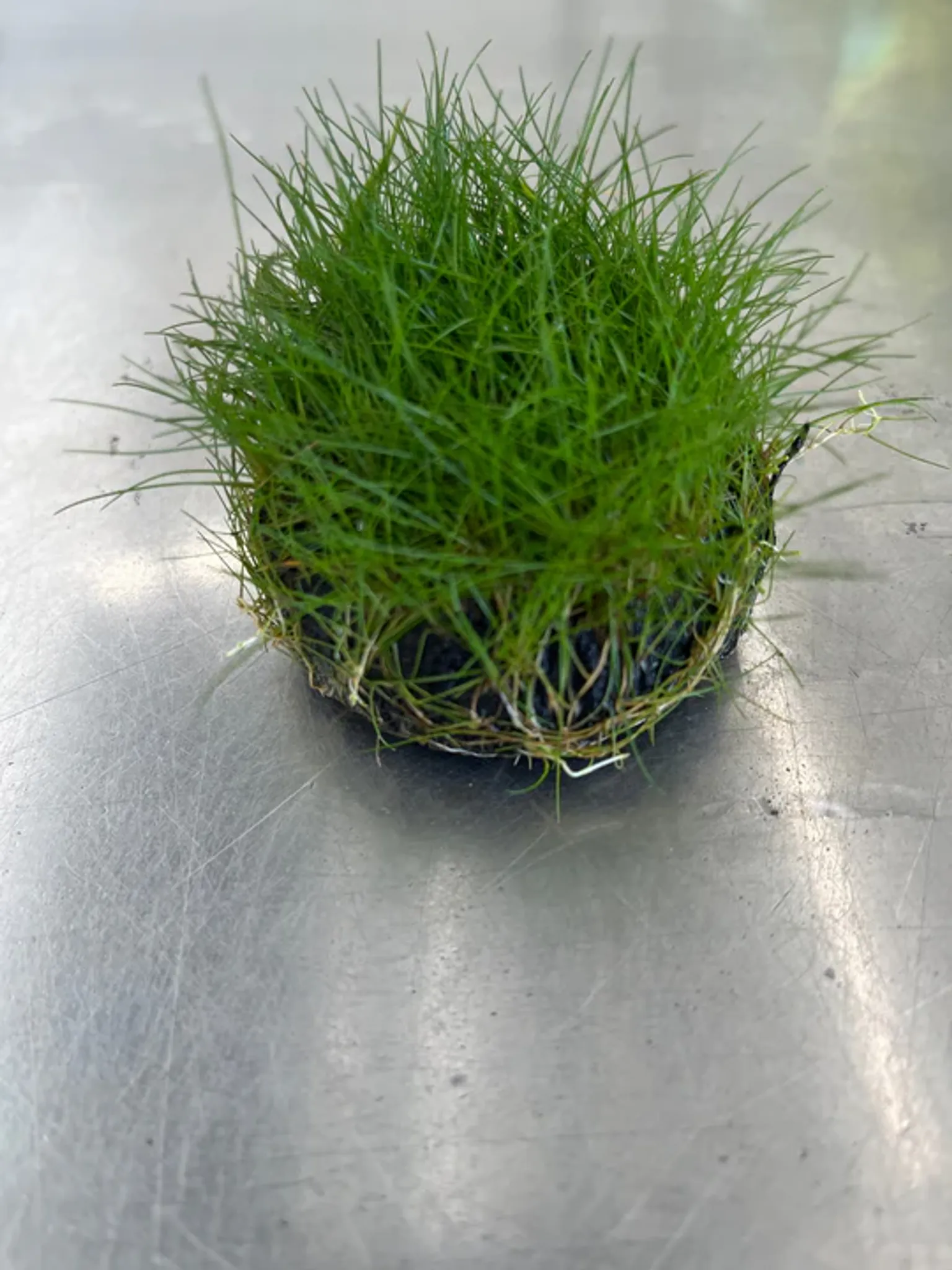 Lush Dwarf Hairgrass Wabikusa Live Aquatic Plant Easy Aquarium Foreground Carpet