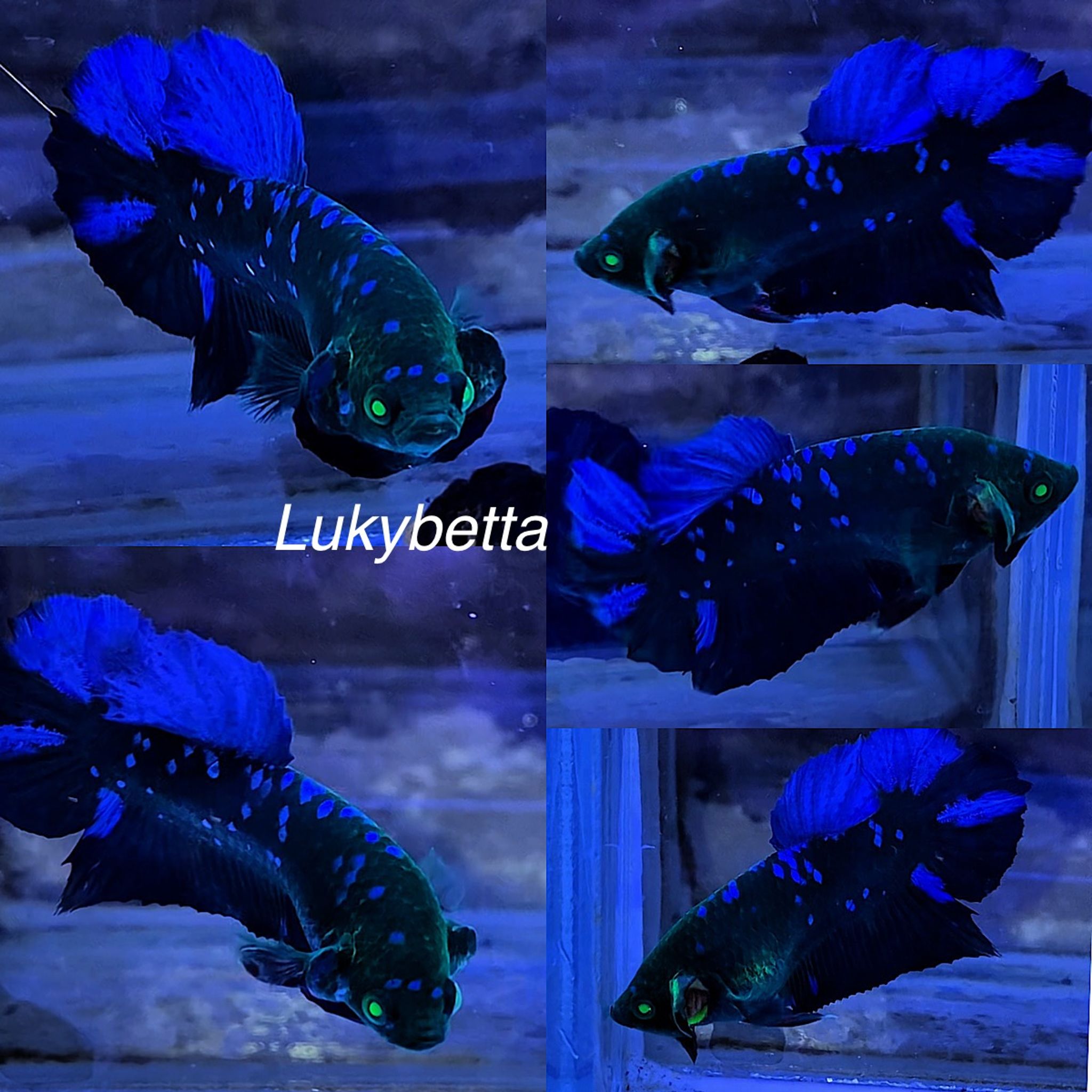 MALE AVATAR HULK