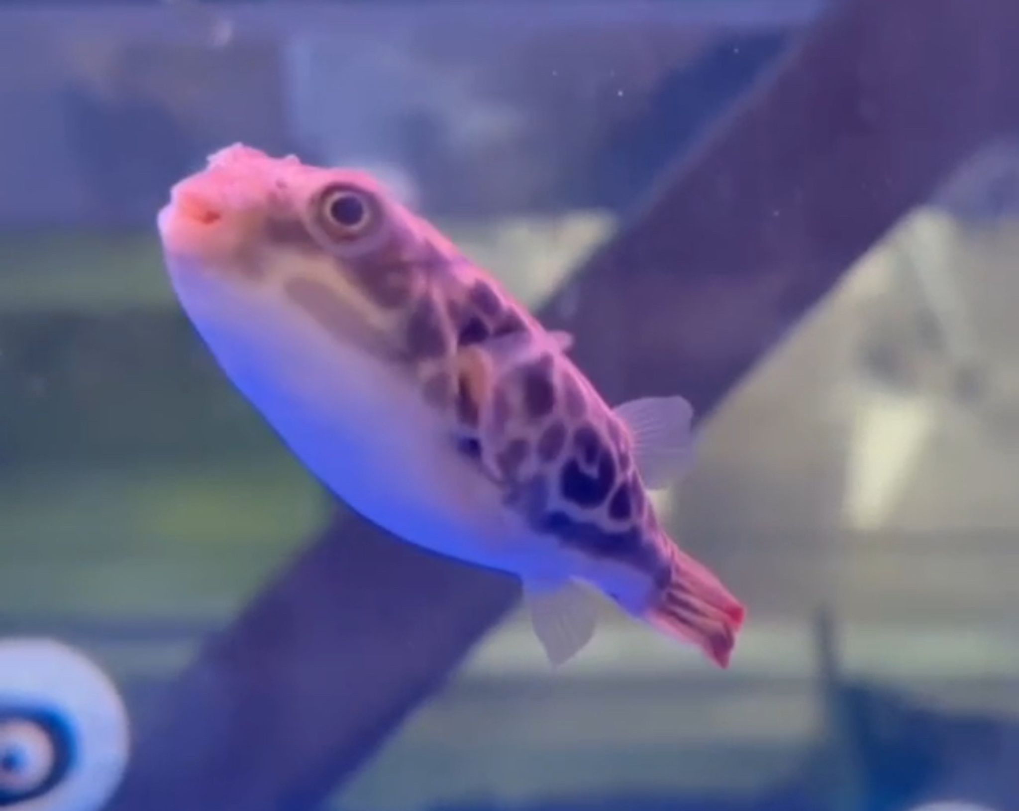 MBU puffer
