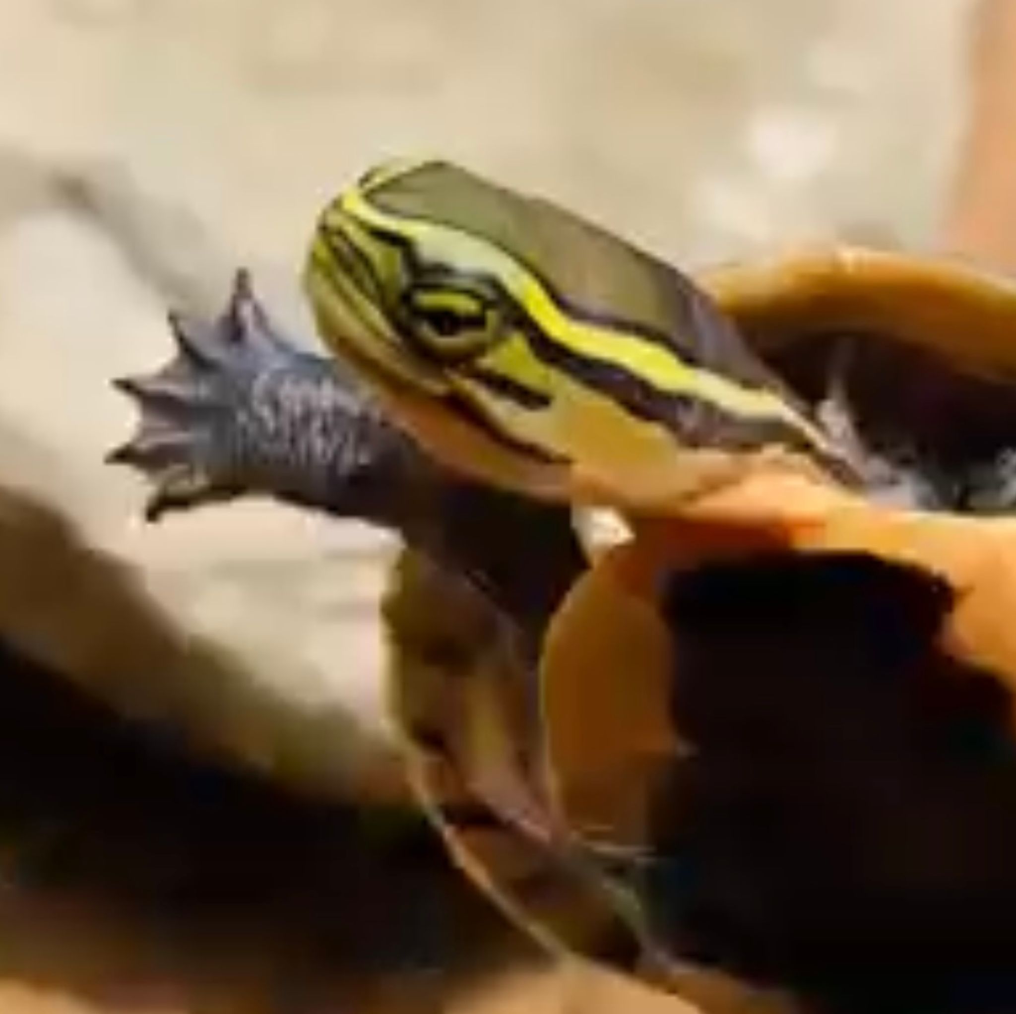 Malayan Box Turtle