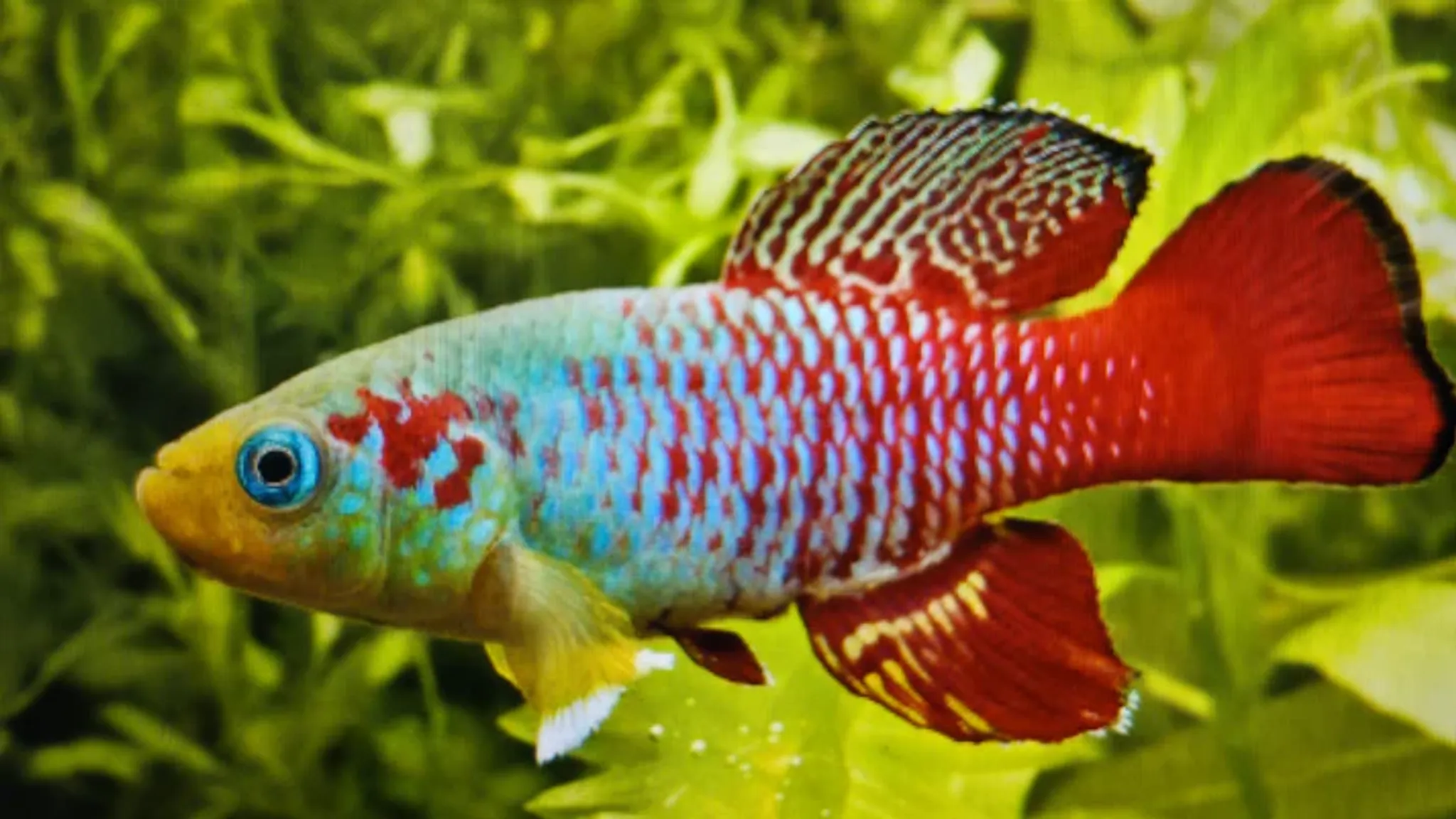 Nothobranchius Guentheri 3-4cm