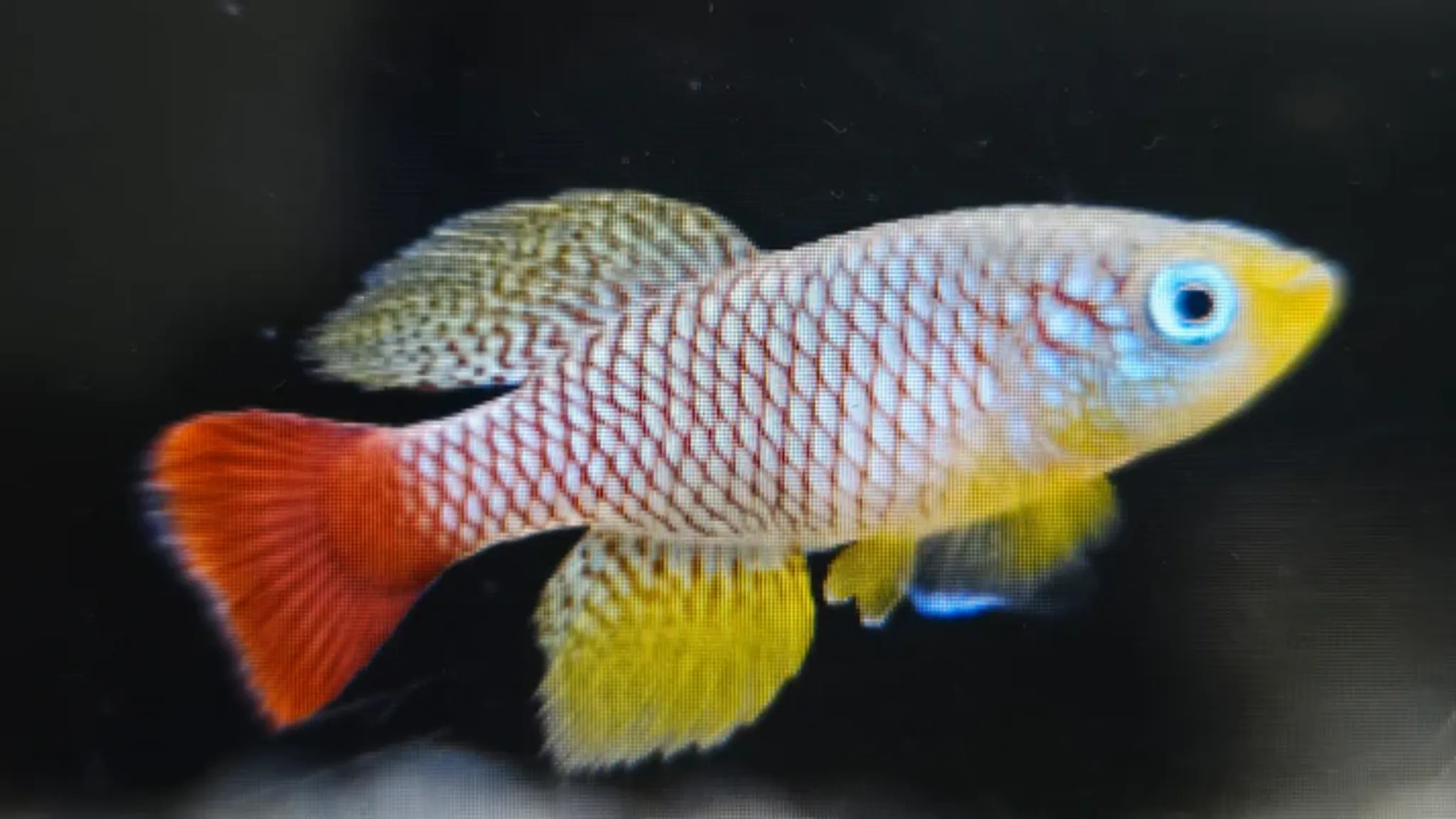 Nothobranchius foerschi 3-4cm
