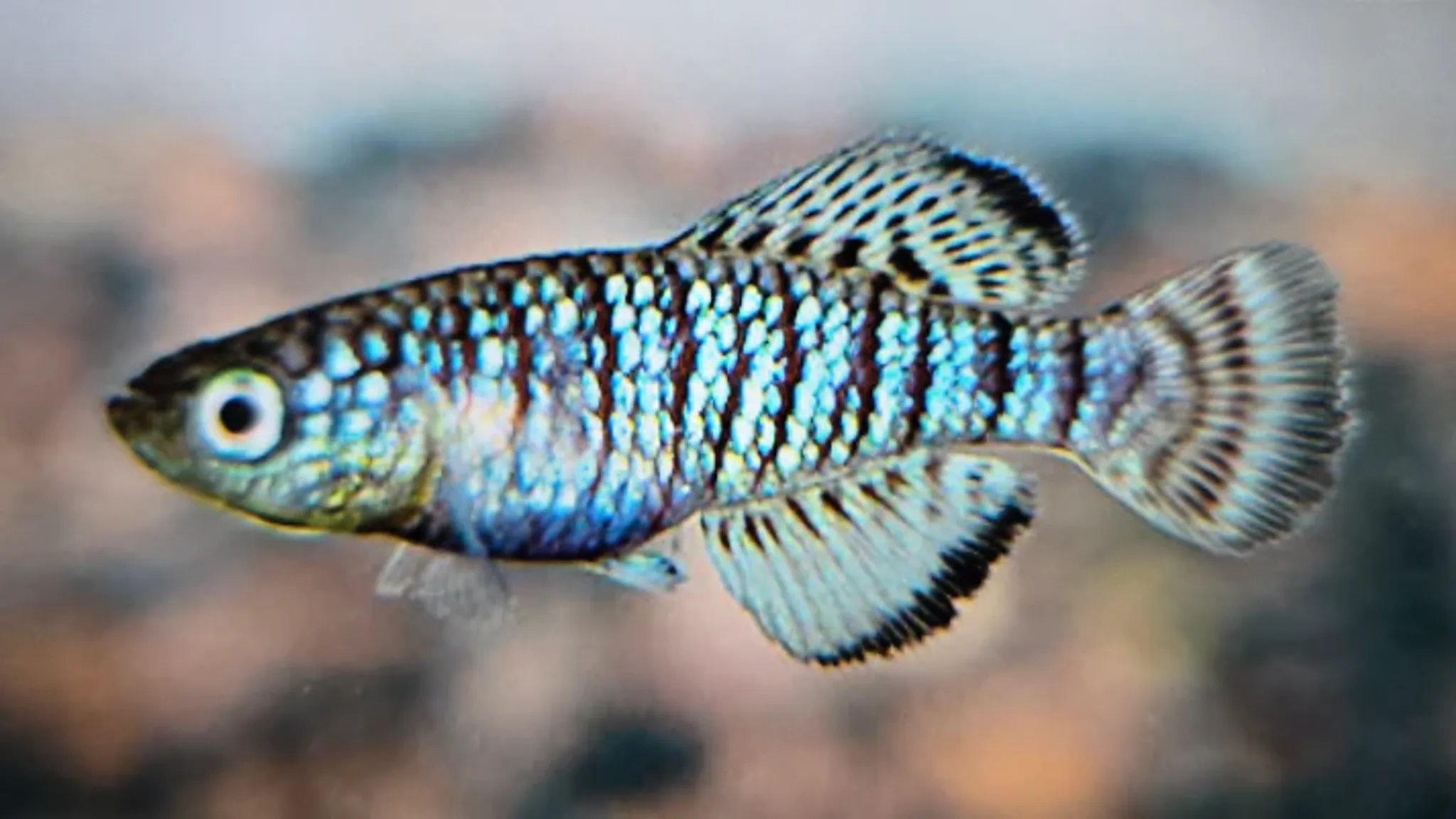 Nothobranchius fuscotaeniatus 3-4cm