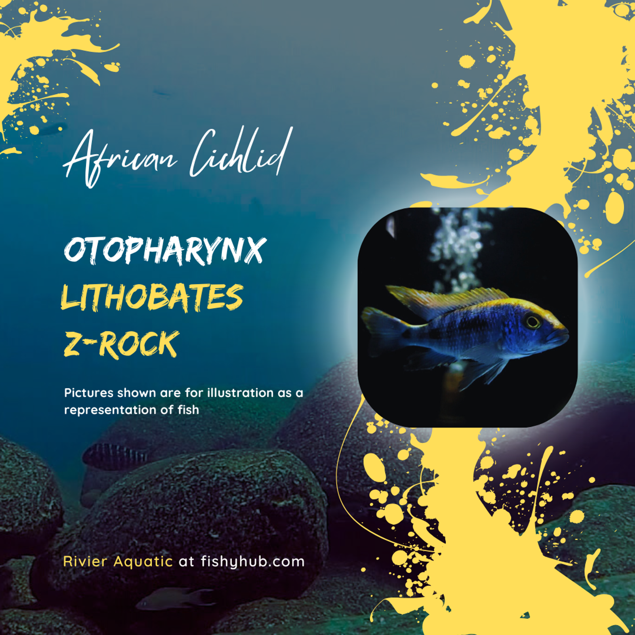 Yellow Blaze Cichlid (Otopharynx Lithobates)