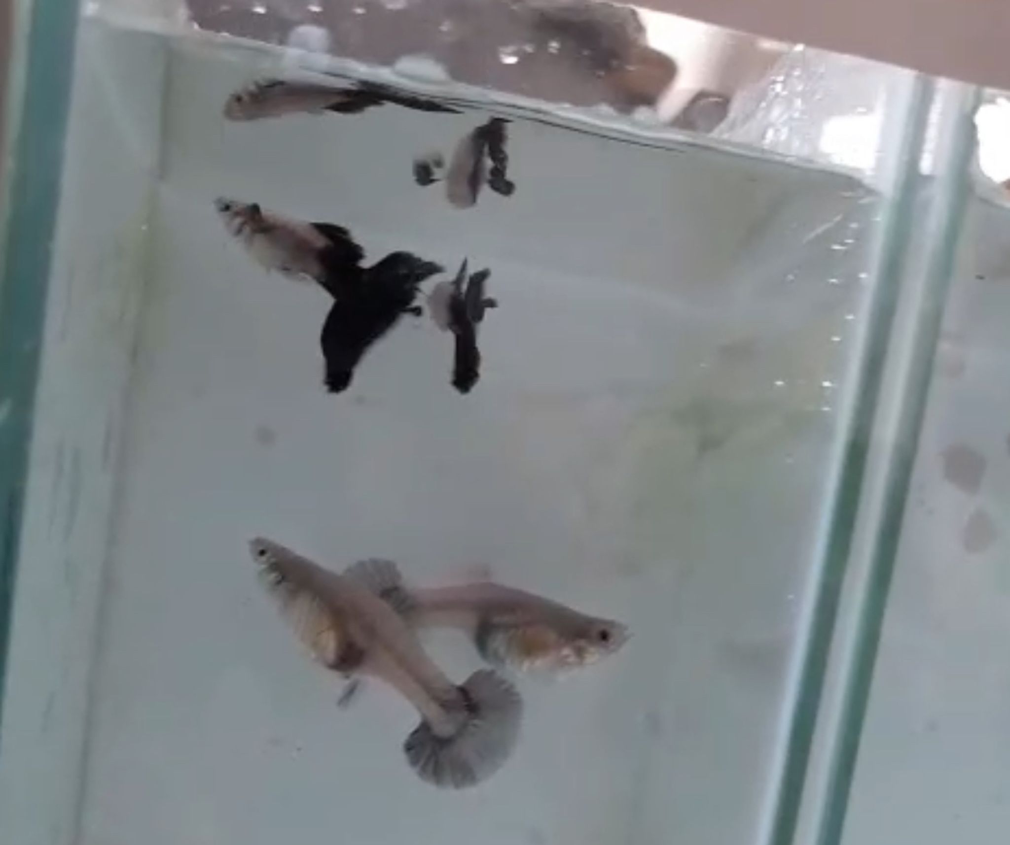Panda Guppy