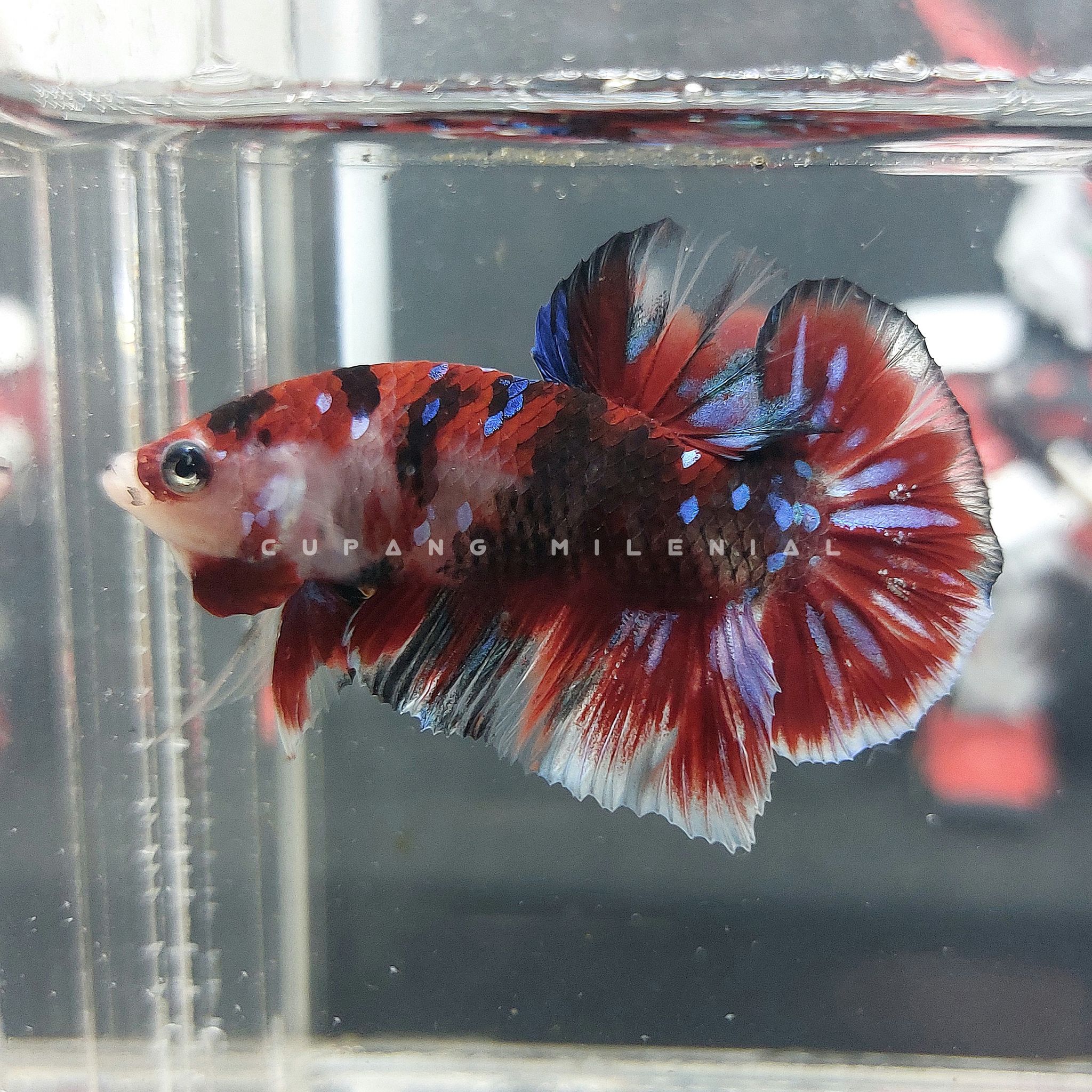 Pk Koi Galaxy