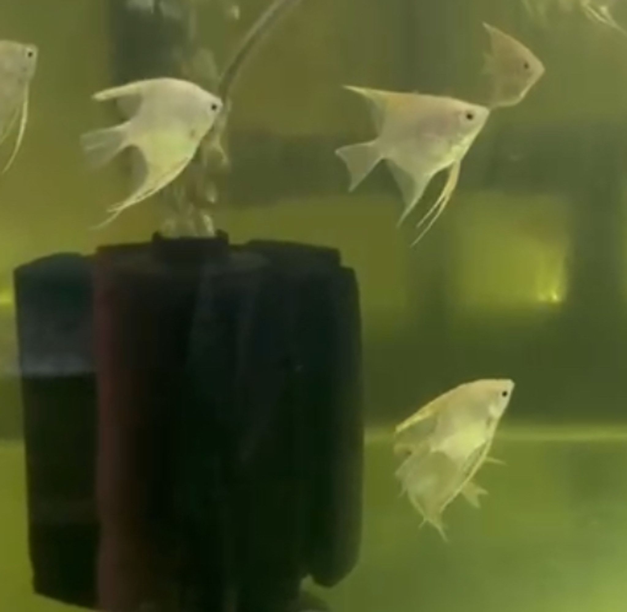 Platinum Angelfish