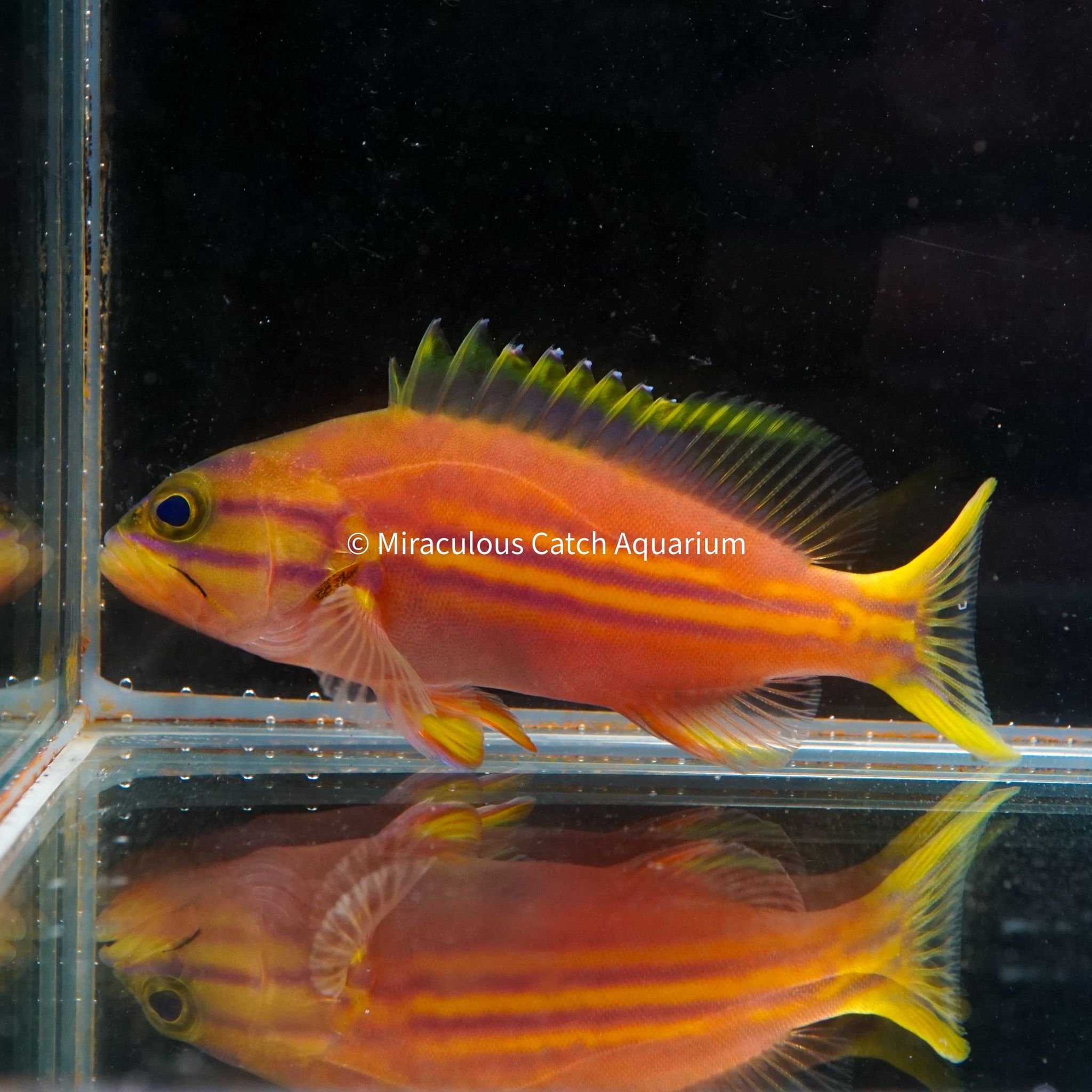 Polleni Grouper