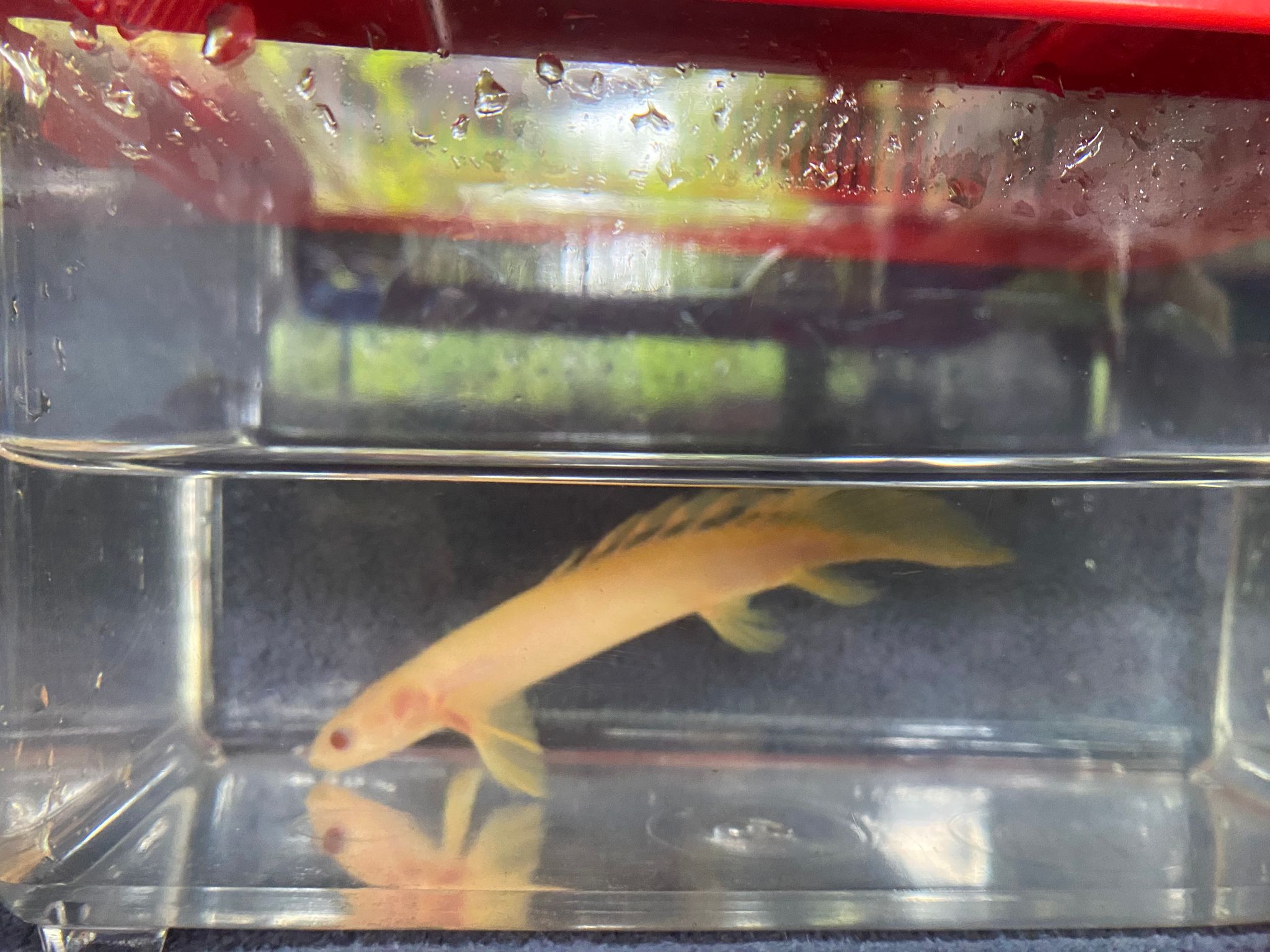 Polypterus albino senegalus longfin bichir