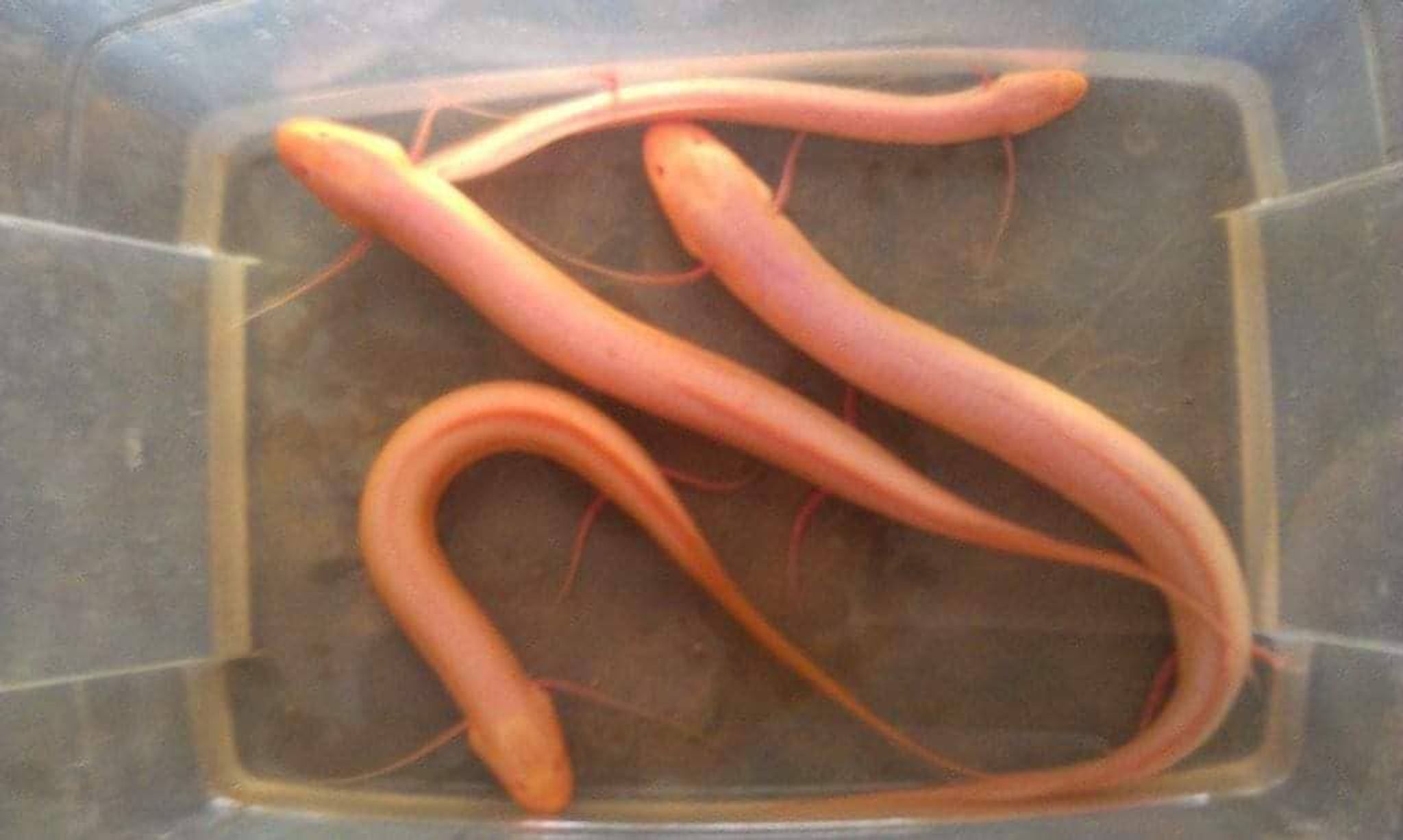 Protopterus albinos