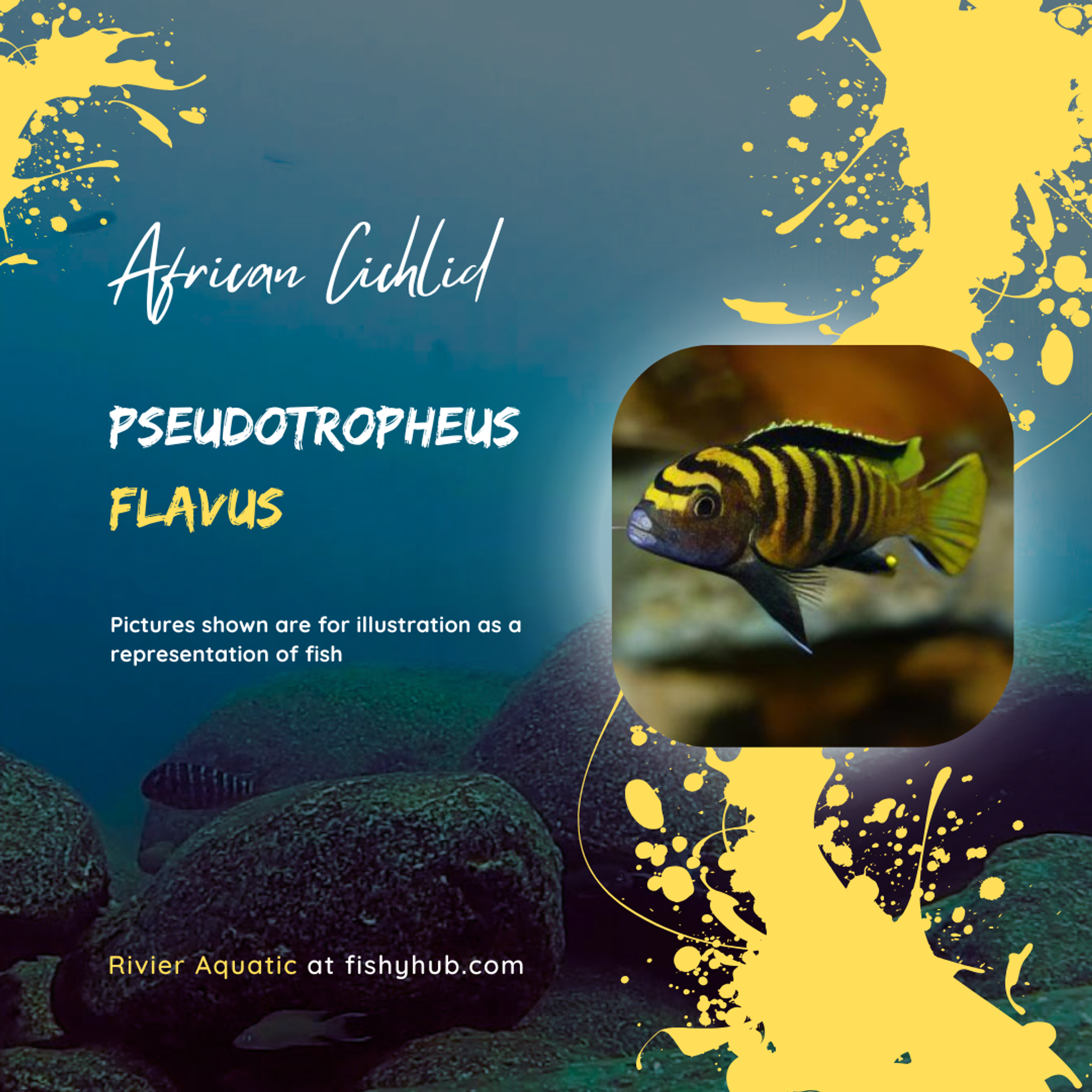 Dinghani Cichlid (Pseudotropheus Flavus)