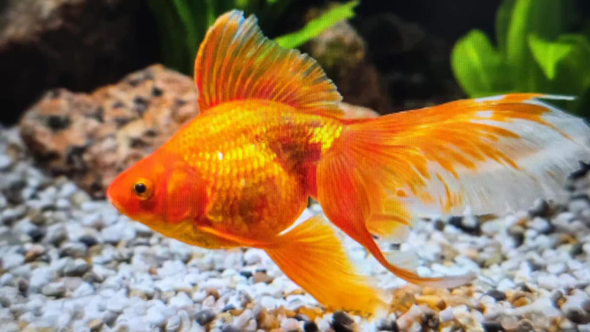 Red fantail 5cm