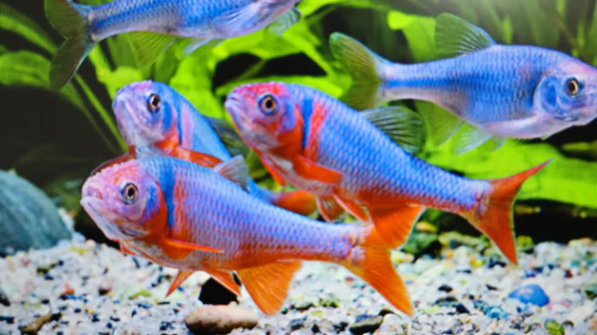 Red shiner male 5cm