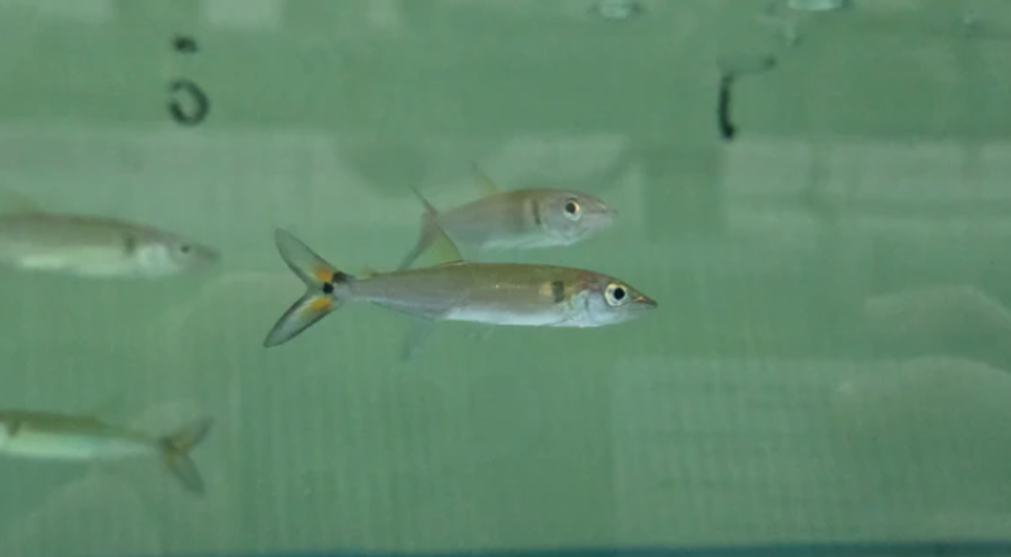 Red tail barracuda 5-6cm