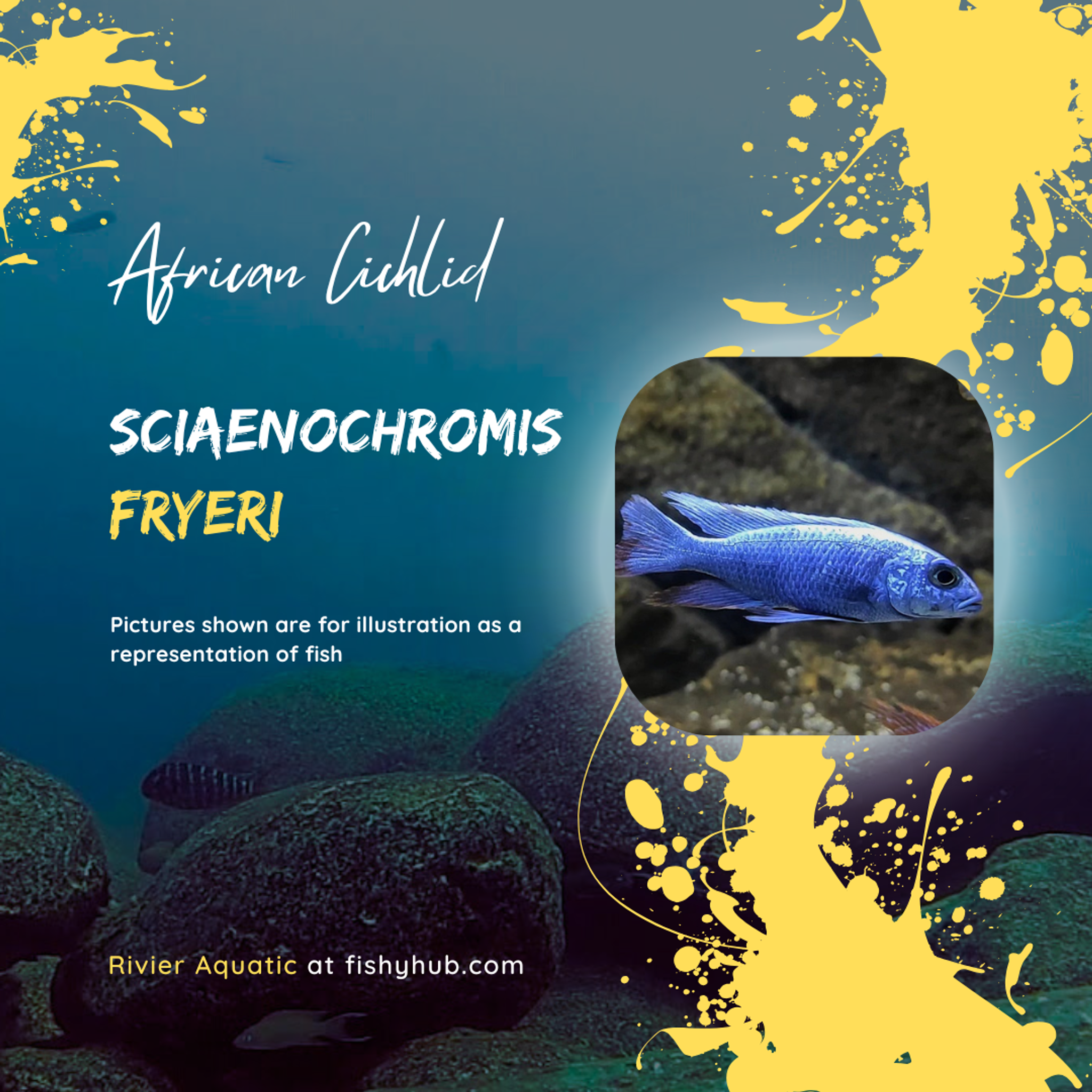 Electric Blue Hap Cichlid (Sciaenochromis Fryeri)