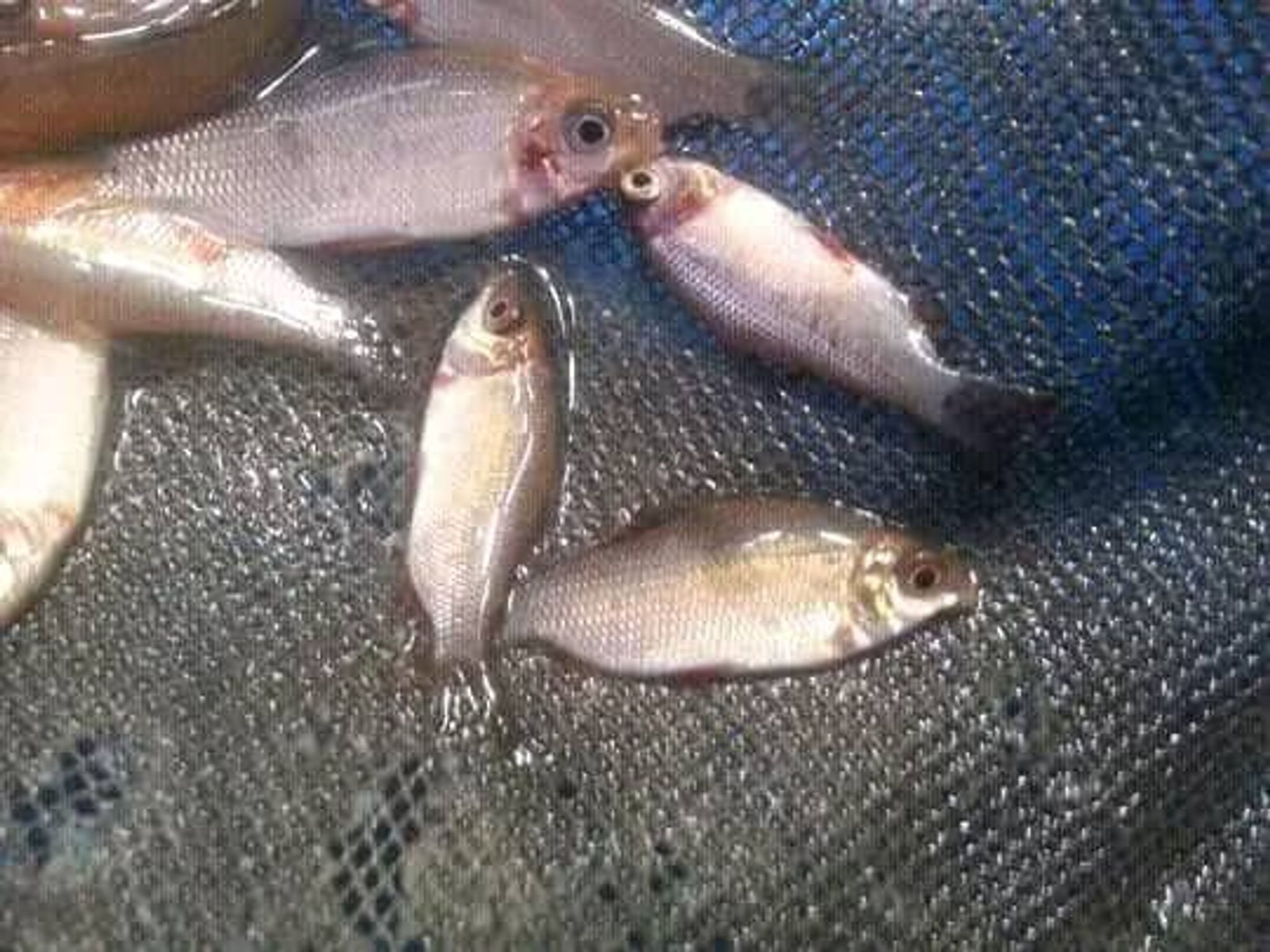 Silver Distichodus Affinis