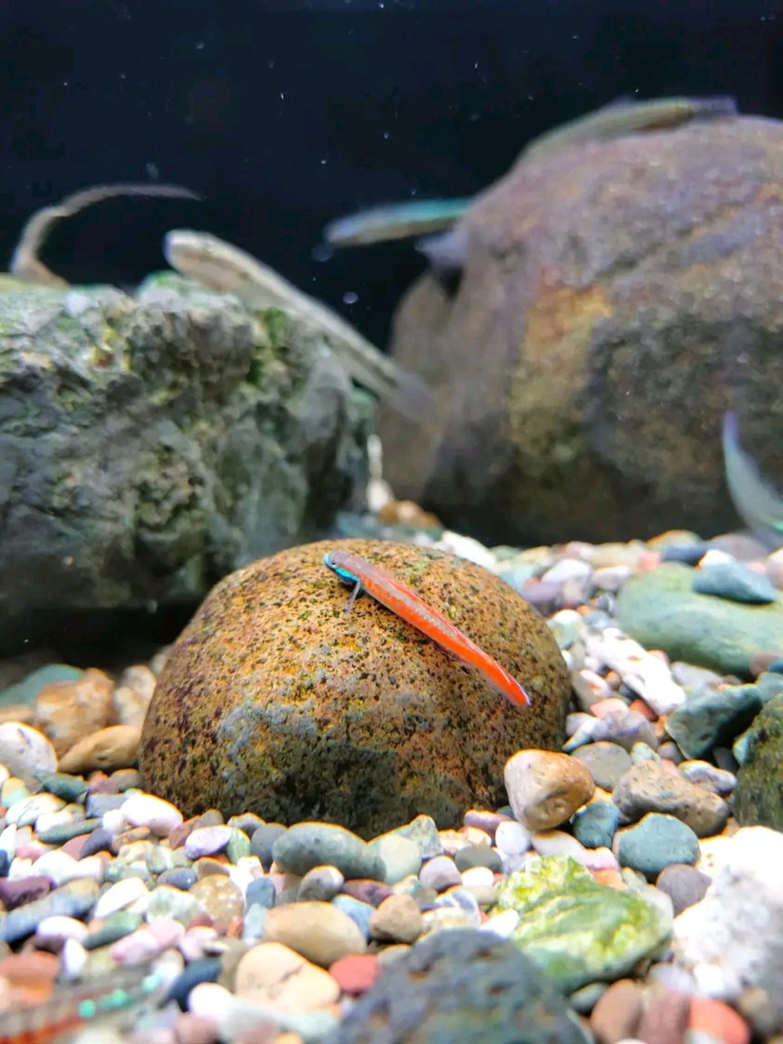 Stiphodon anniae