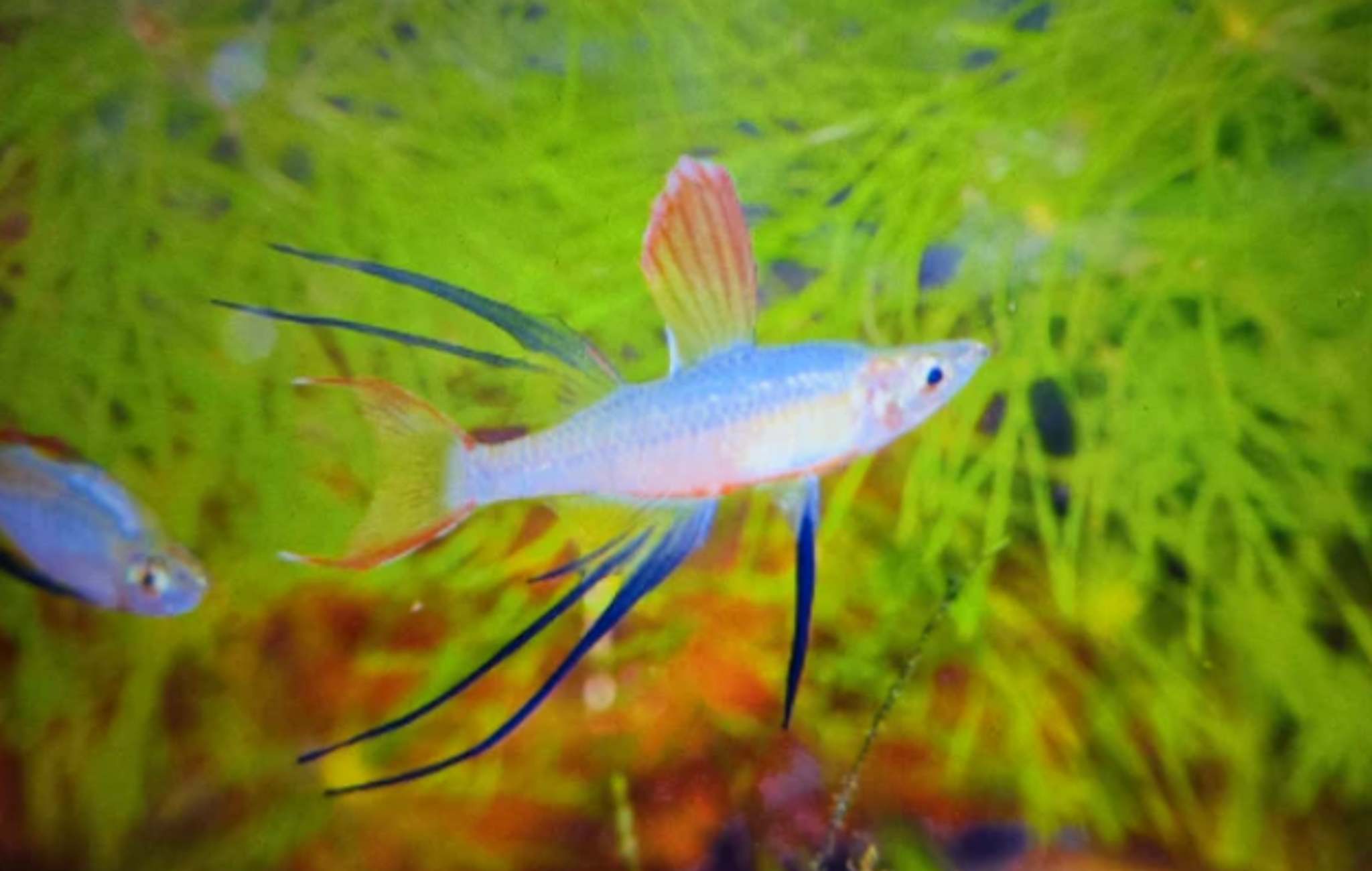Threadfin rainbow 3cm x 5pc