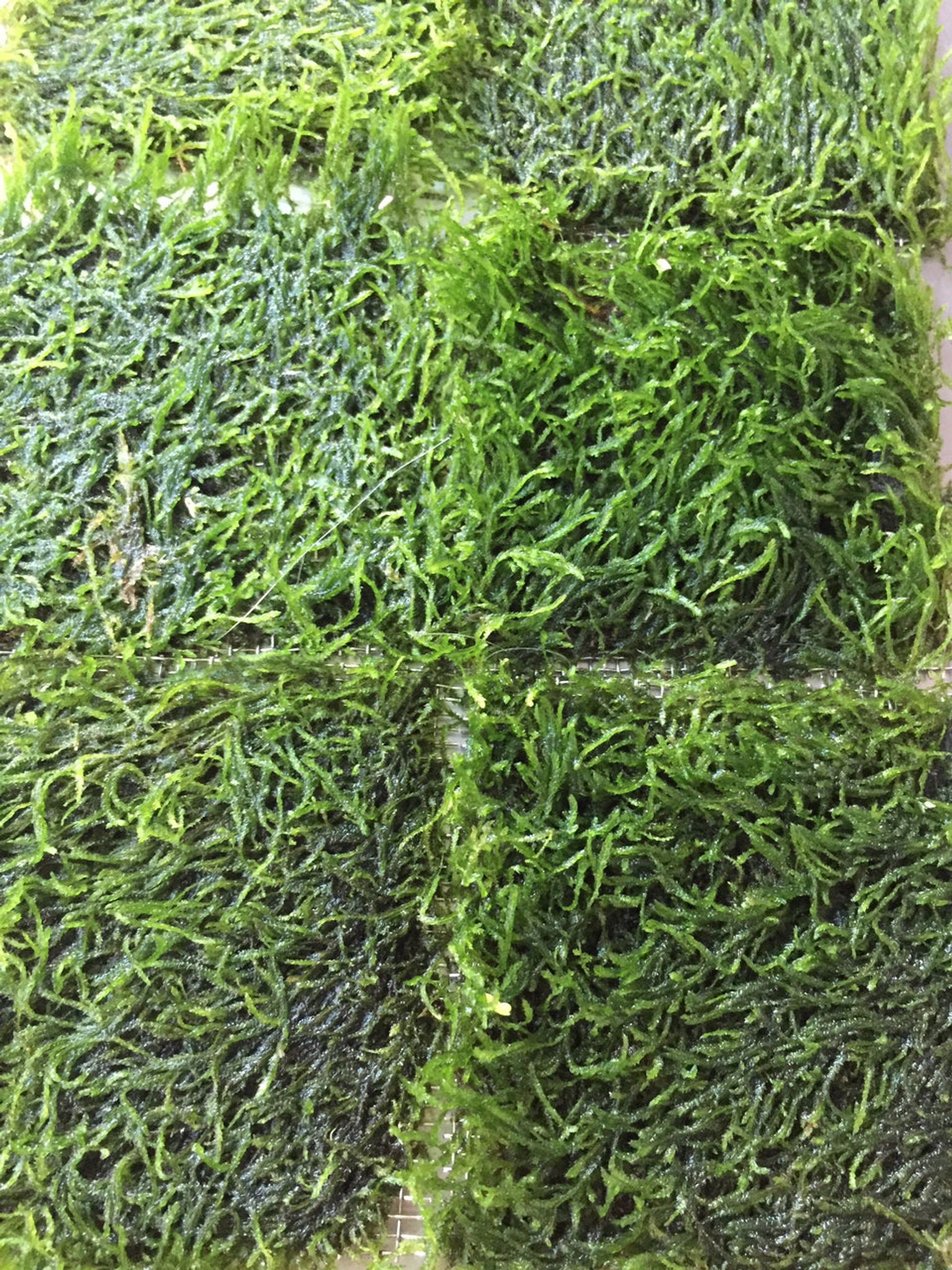 Vibrant Flame Moss Live Aquarium Plant on Mesh for Easy Aquascaping