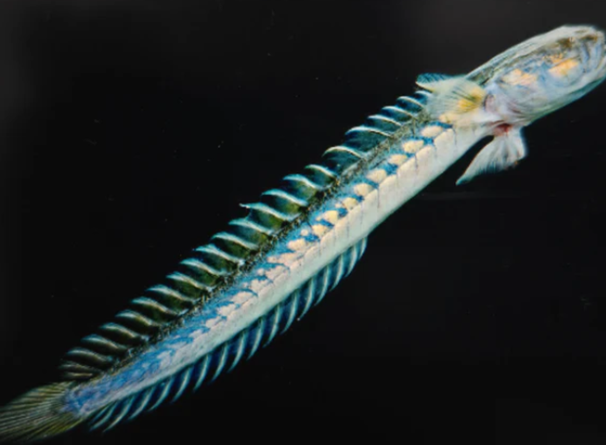 Violet goby 18-25cm