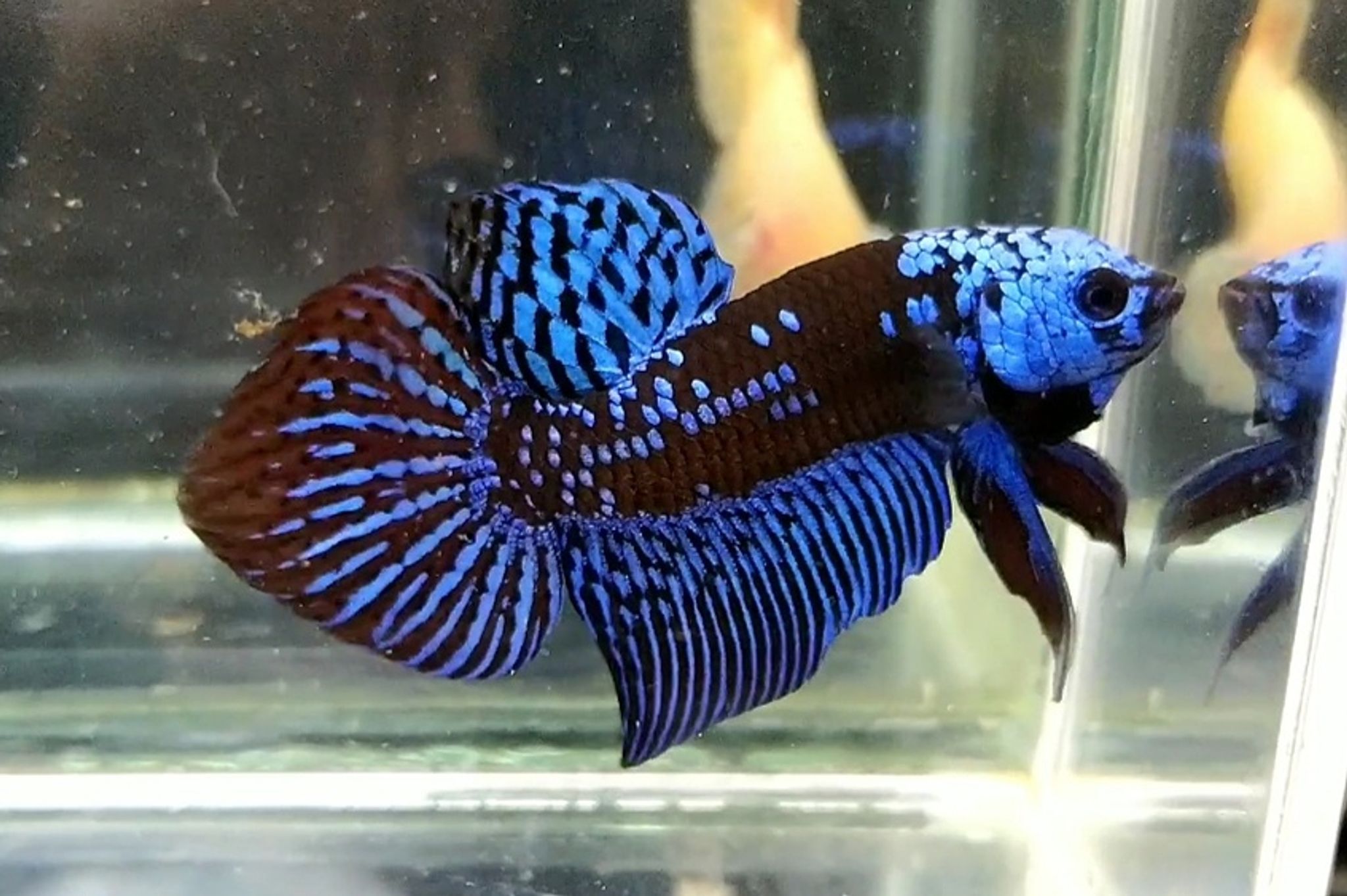 Wild betta Glitter