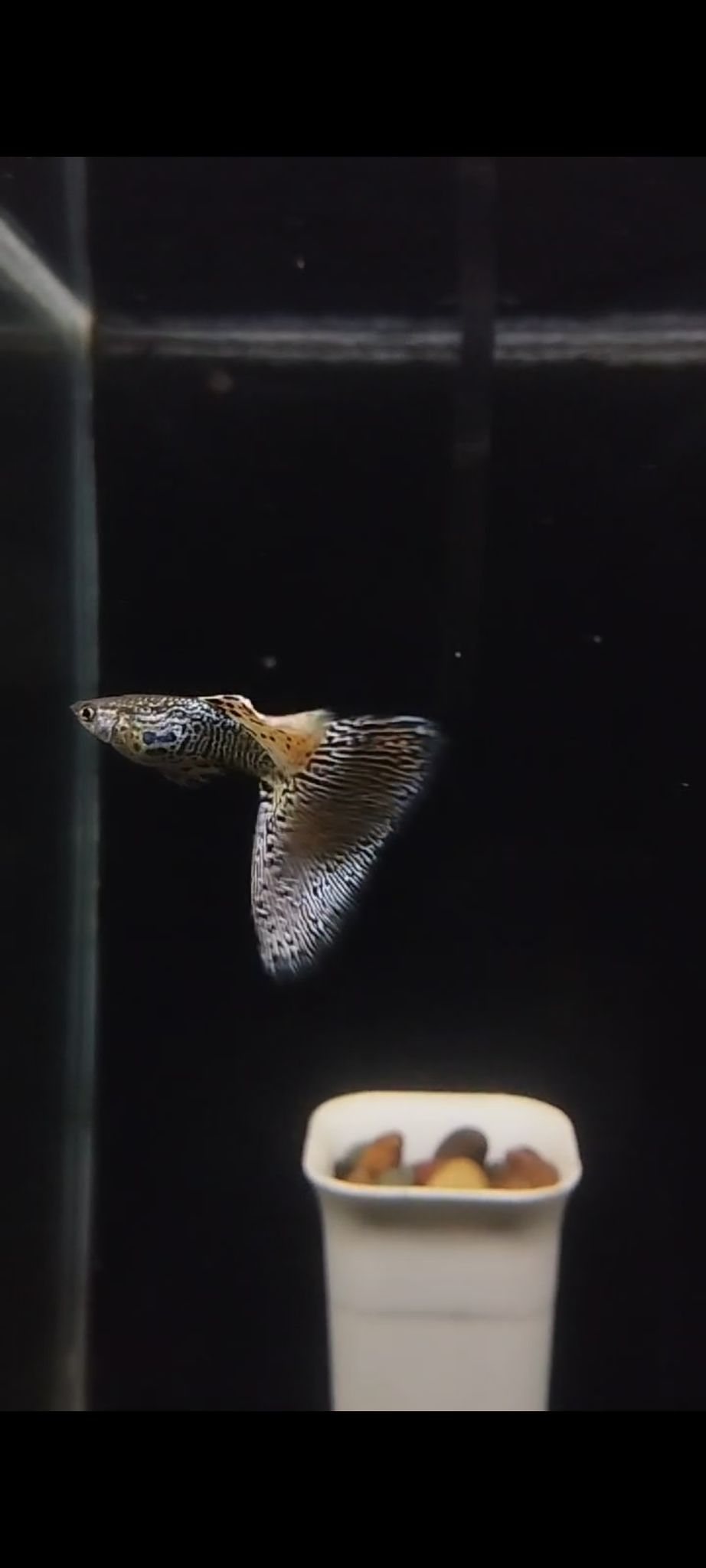 Yellow cobra guppy